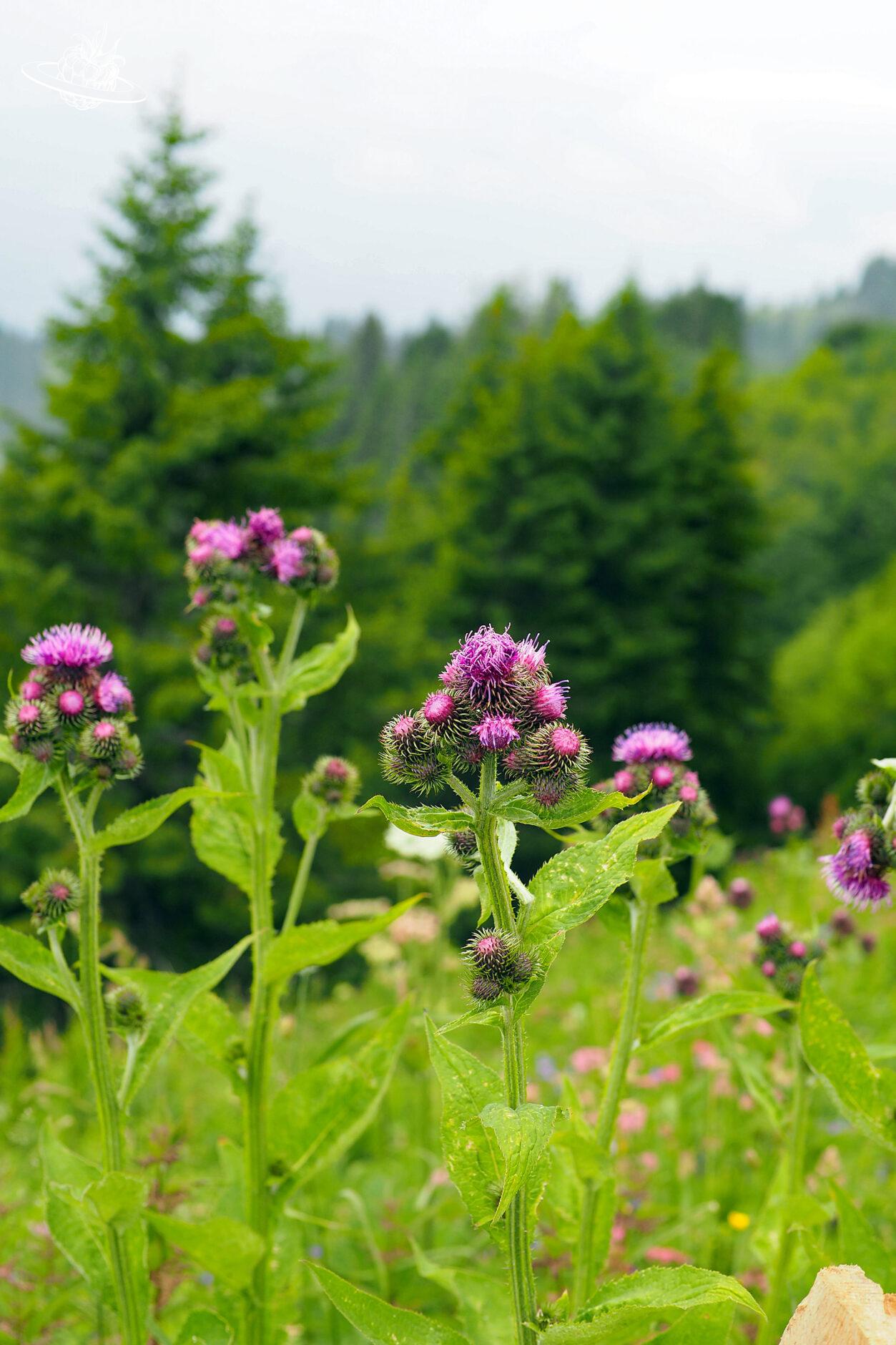Blümchen auf der Wiese