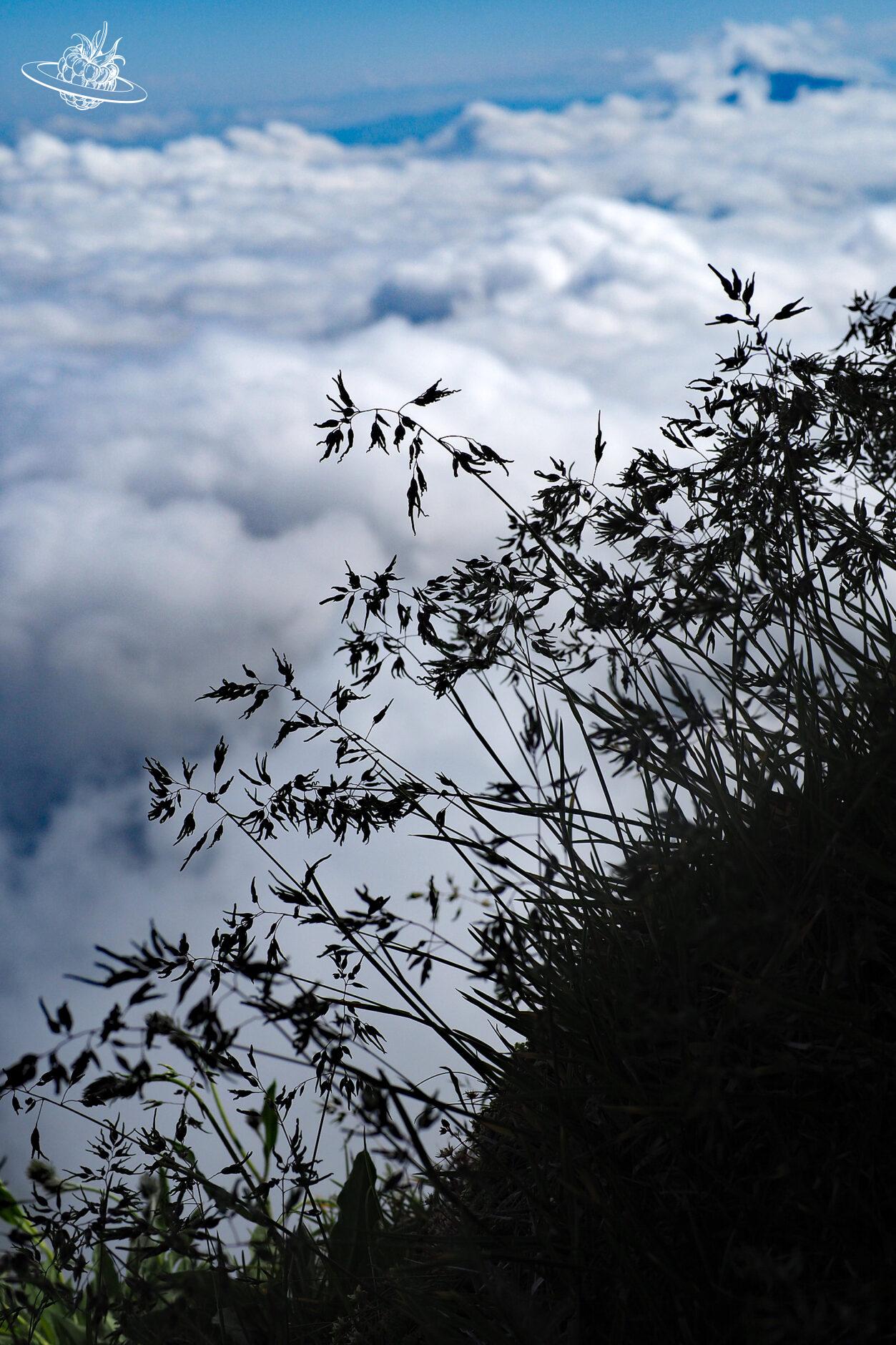 Blumen über dem Wolkenmeer