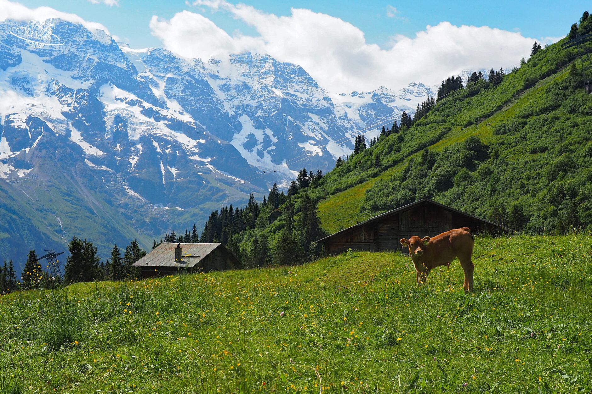 Kuh auf der Wiese mit Bergpanorama im Hintergrund