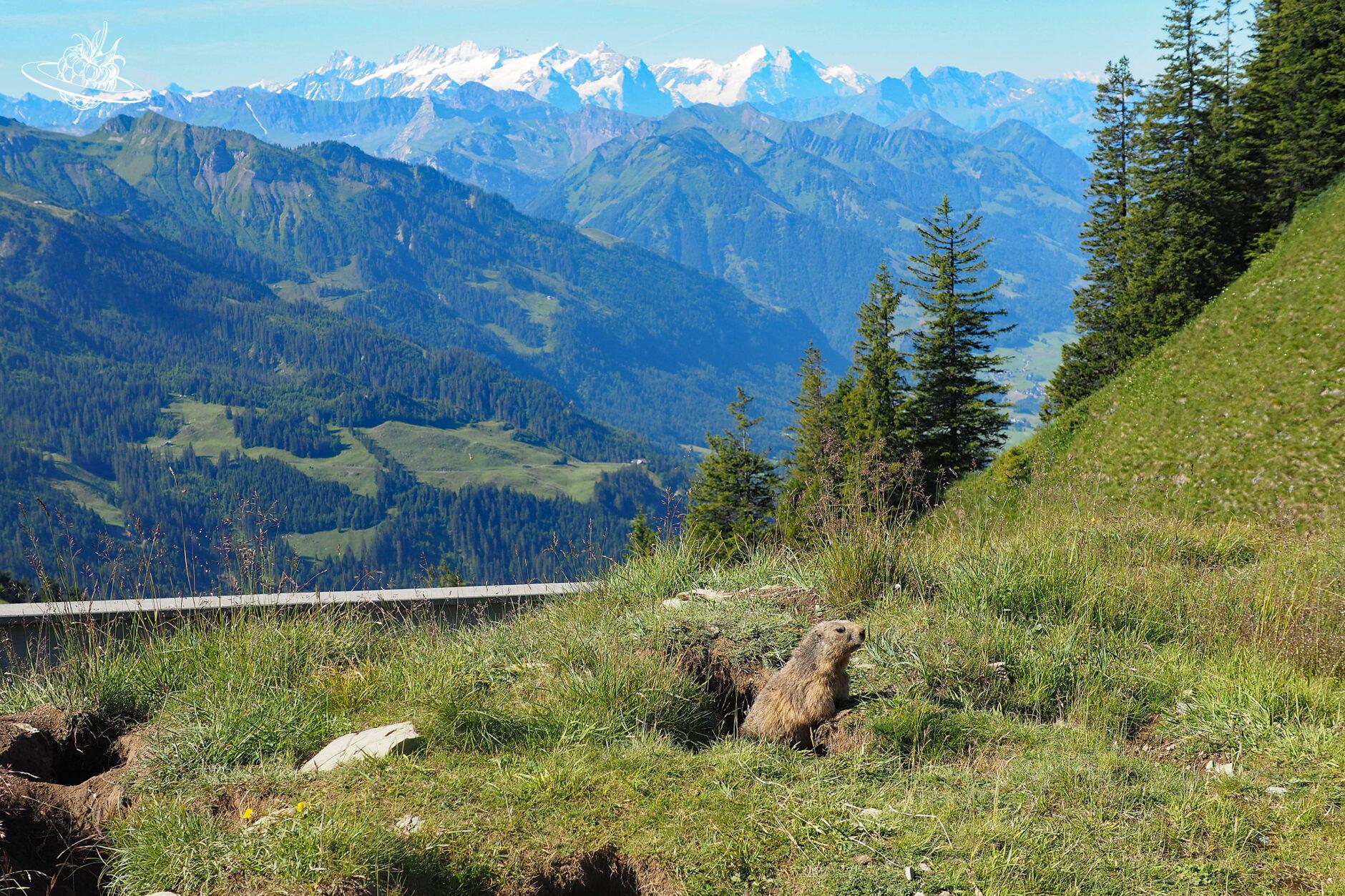Murmeltier schaut aus dem Loch