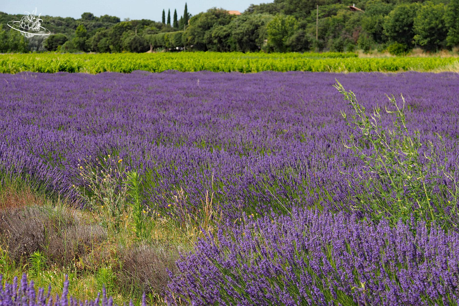 angepflanzter Lavendel