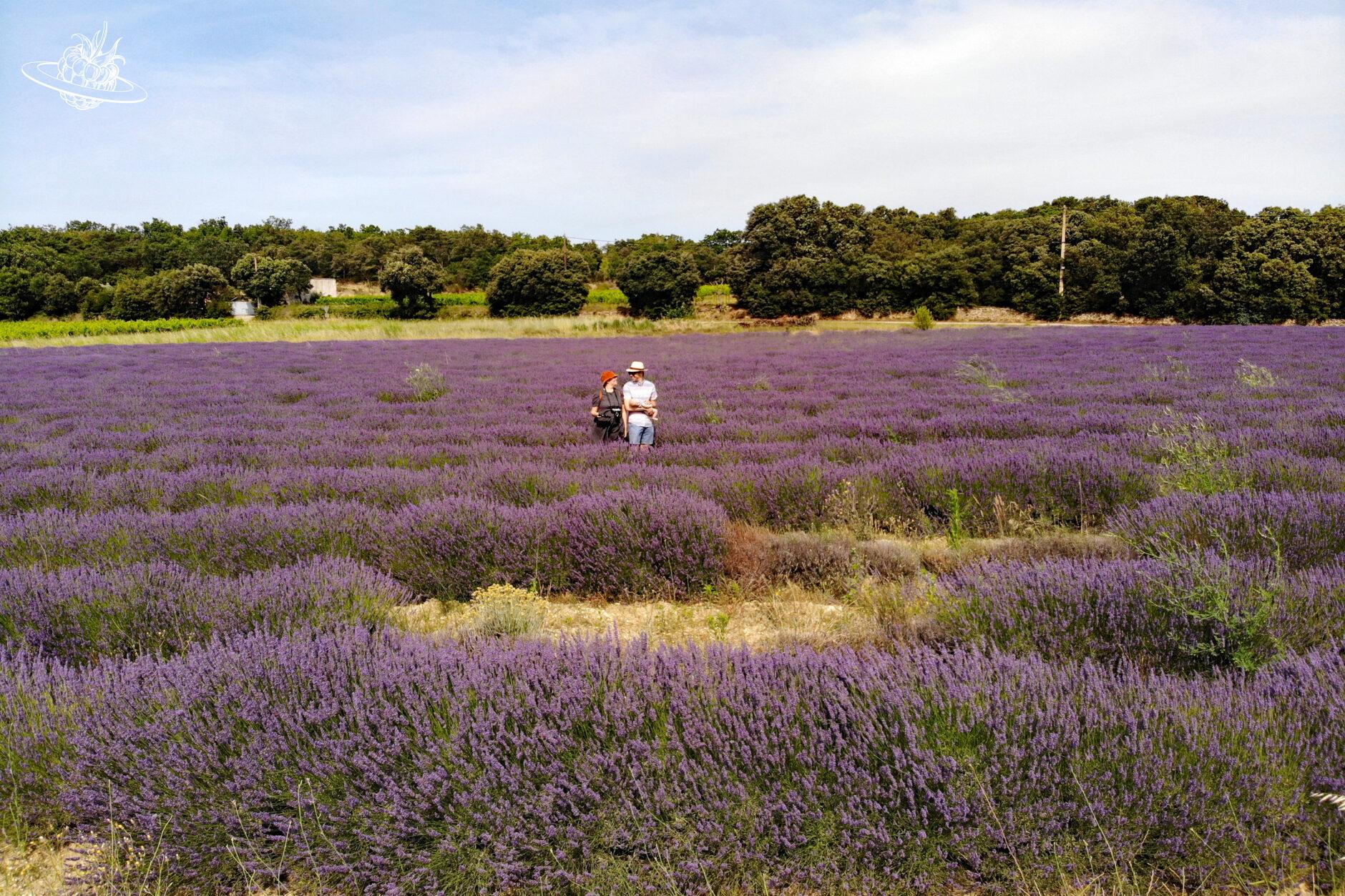 wunderberry im lavendelfeld
