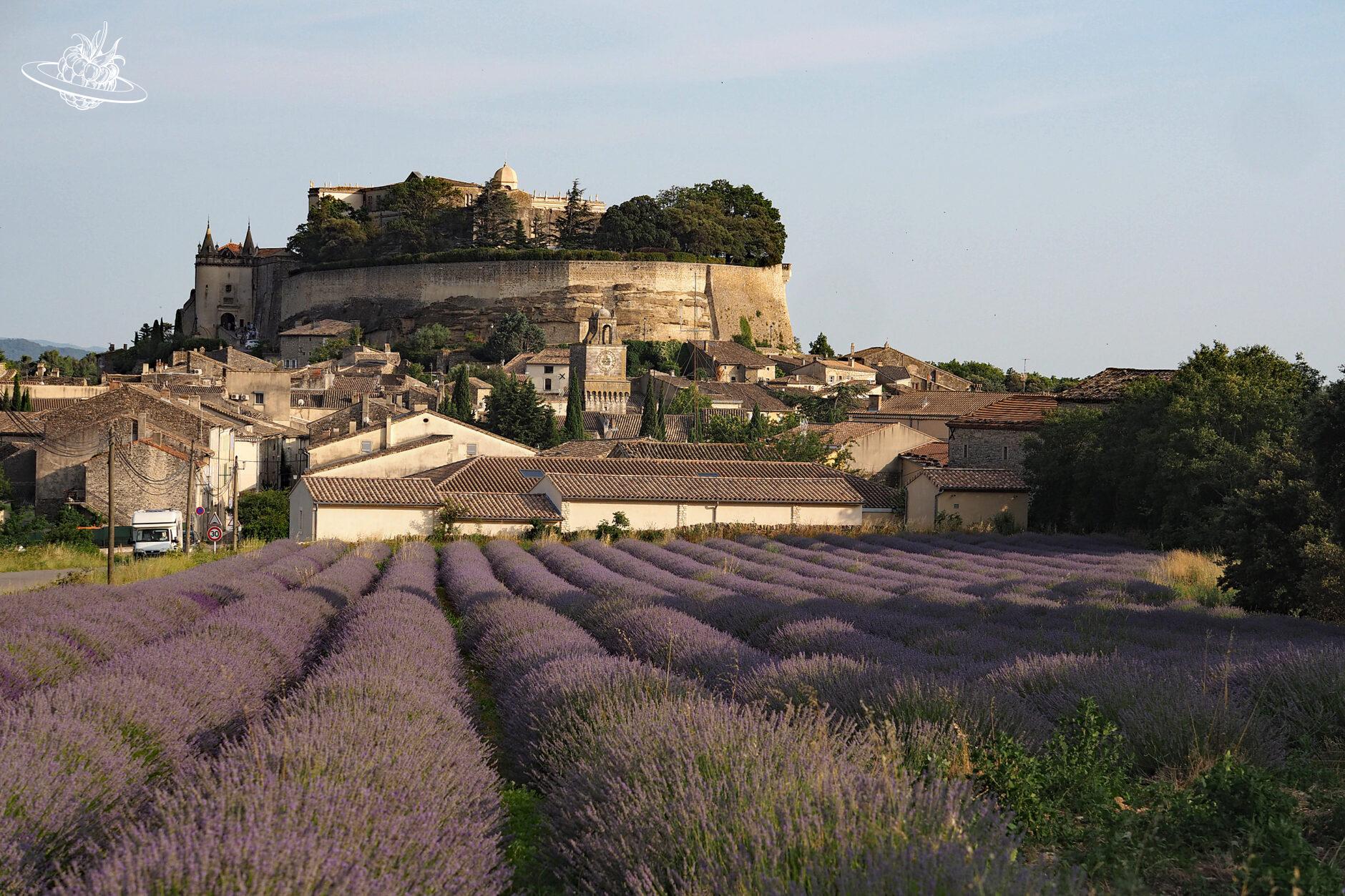 Lavendelfeld und im Hintergrund ein Dorf