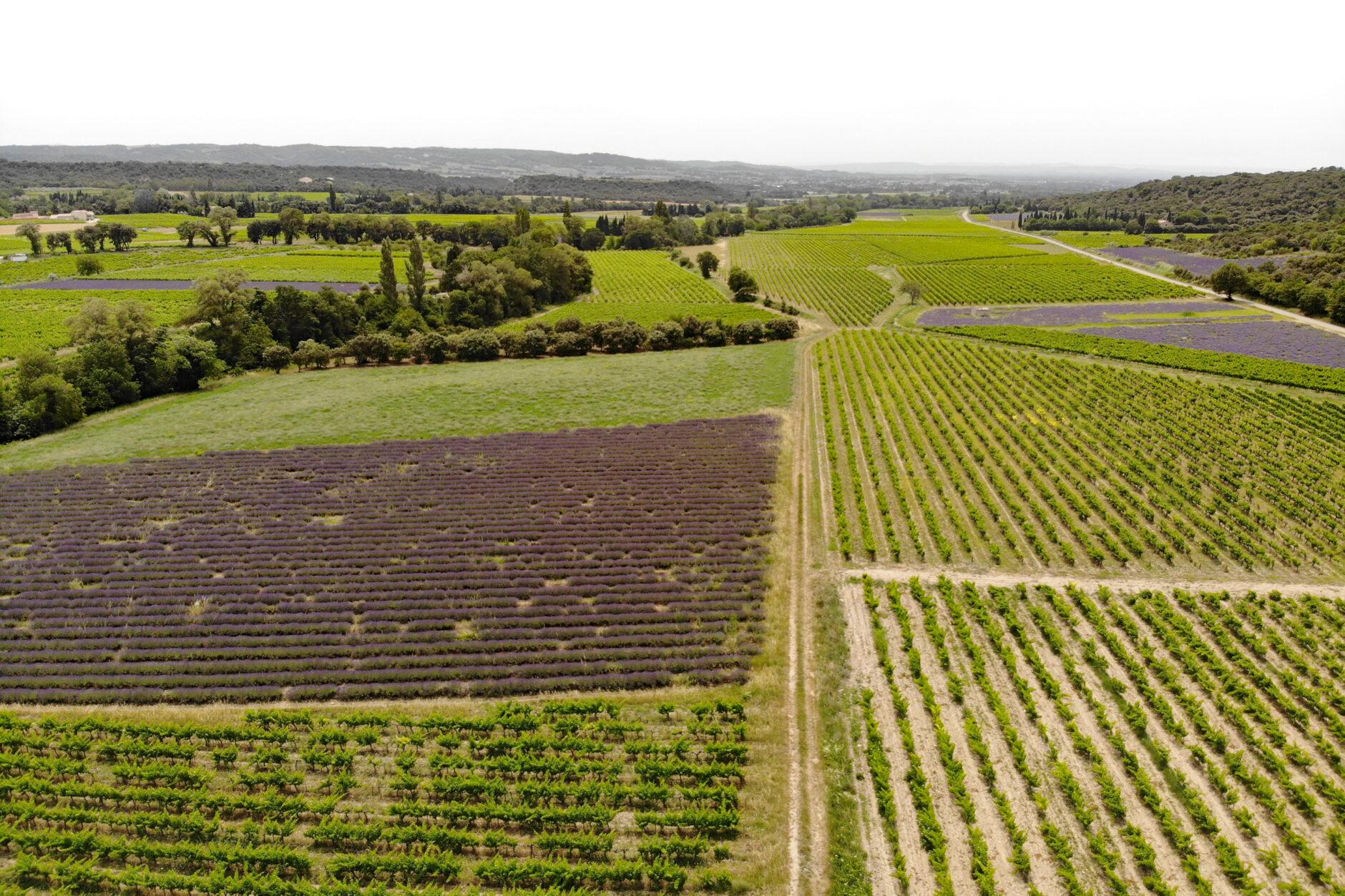 violett und hellgrüne felder