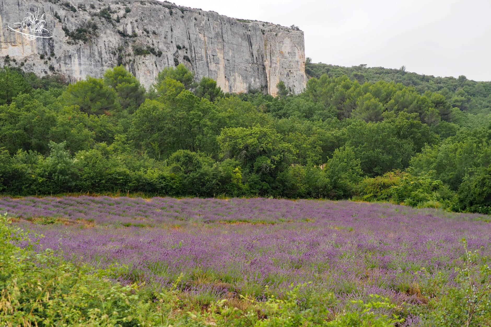 halbverwildertes violettes lavendelfeld