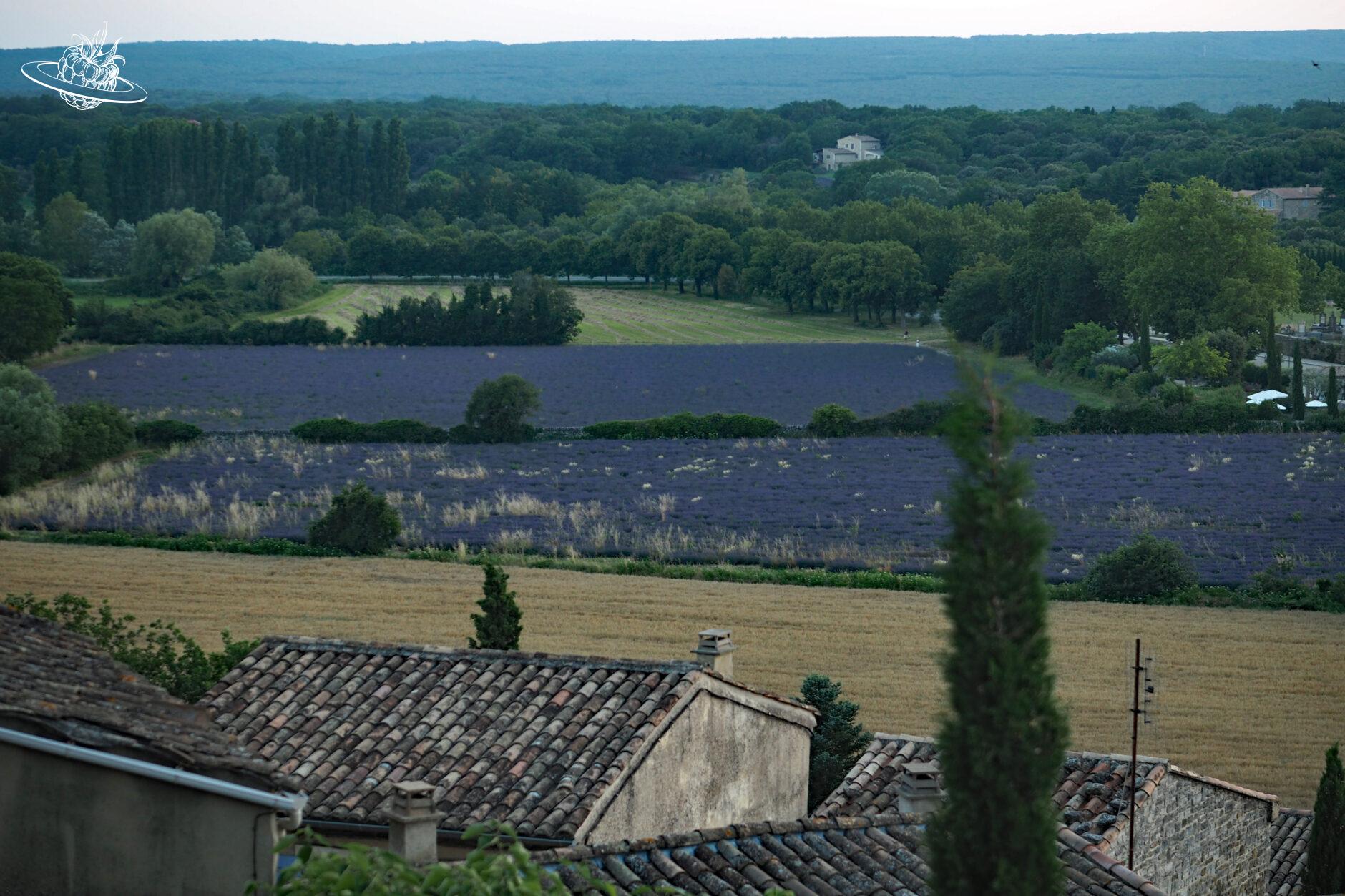 steinhaeusschen und im hintergrund lavendelfelder