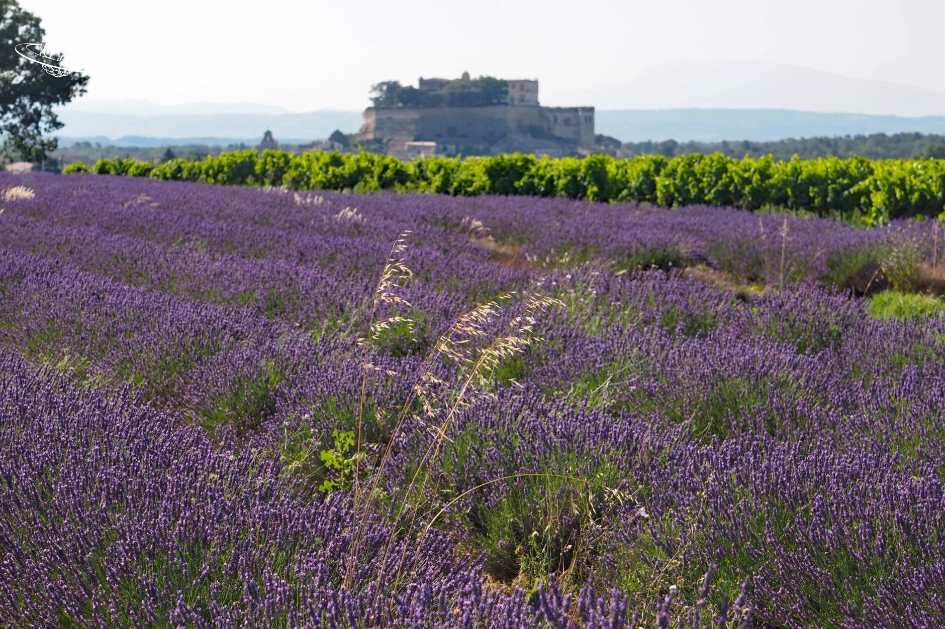 Lavendel im Vordergrund und im Hintergrund ein Burgdorf