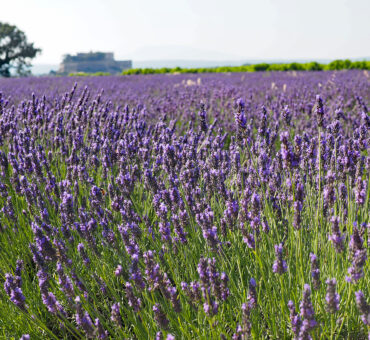 Reise-Tipp in der Provence: Auf den Spuren von Lavendel