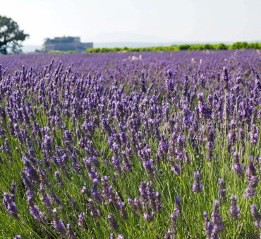 Reise-Tipp in der Provence: Auf den Spuren von Lavendel