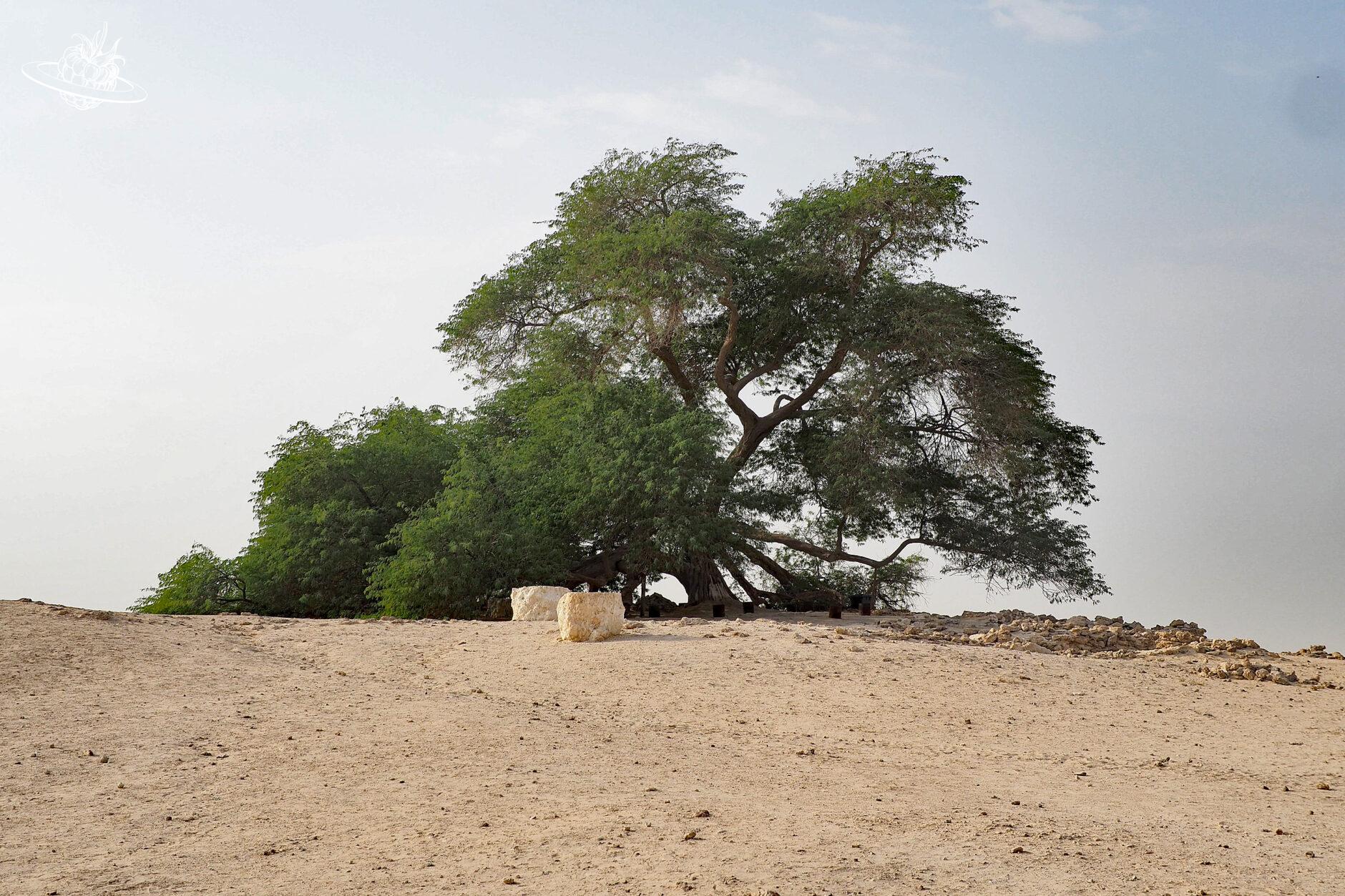 baum inmitten der wüste