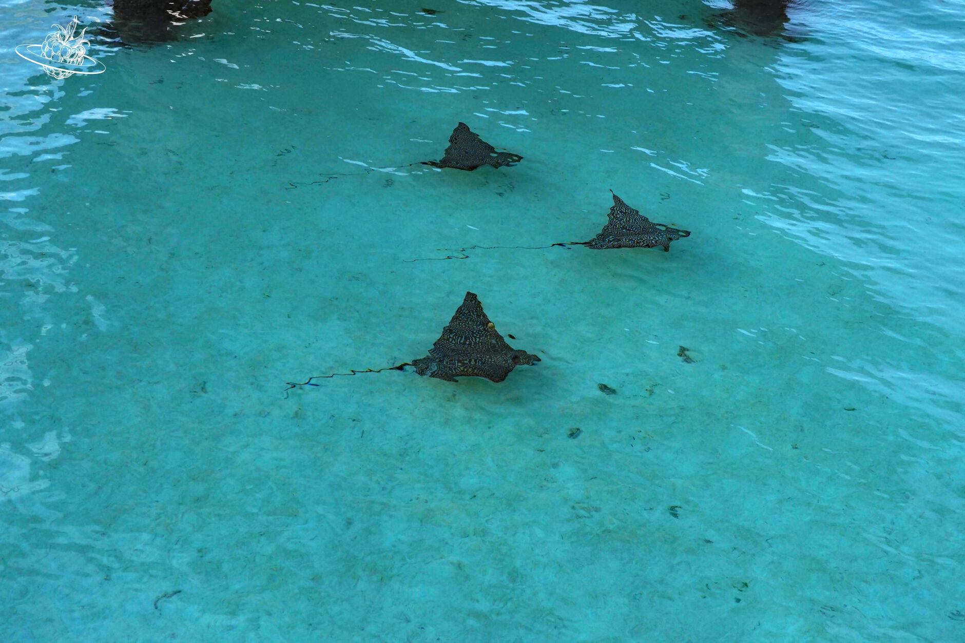 Französisch Polynesien - Bora Bora - Rochen