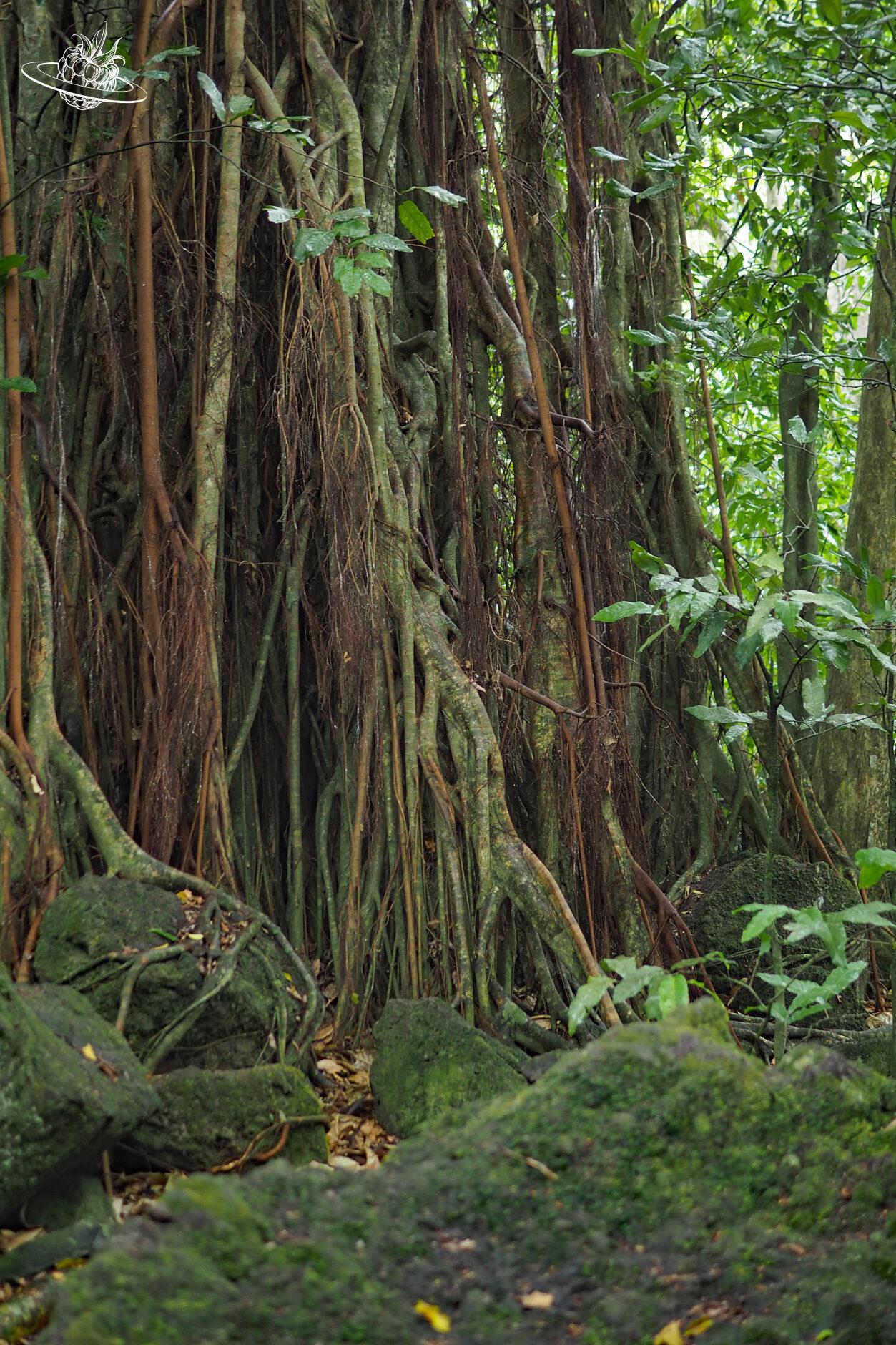 Französisch Polynesien - Moorea - Communication Tree