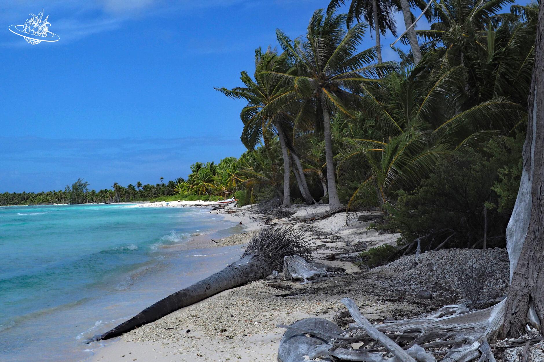 Französisch Polynesien - Rangiroa - Palmenstrand