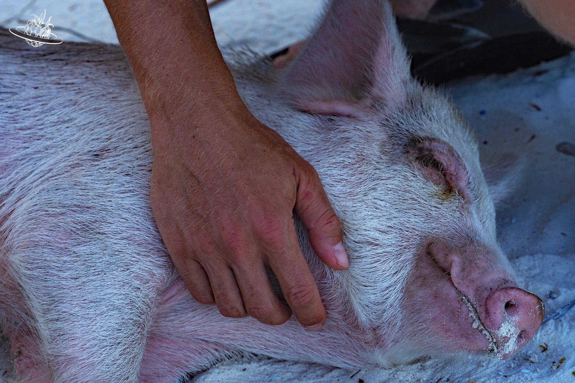 Französisch Polynesien - Rangiroa - Schwein