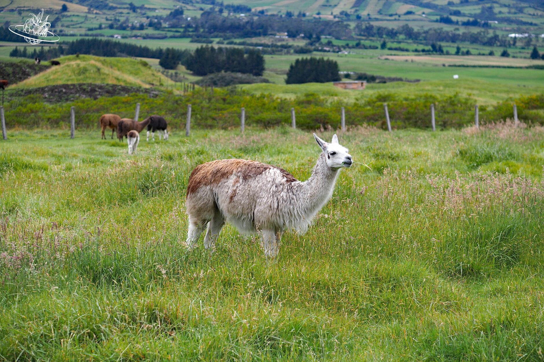 Lamas auf der Wiese