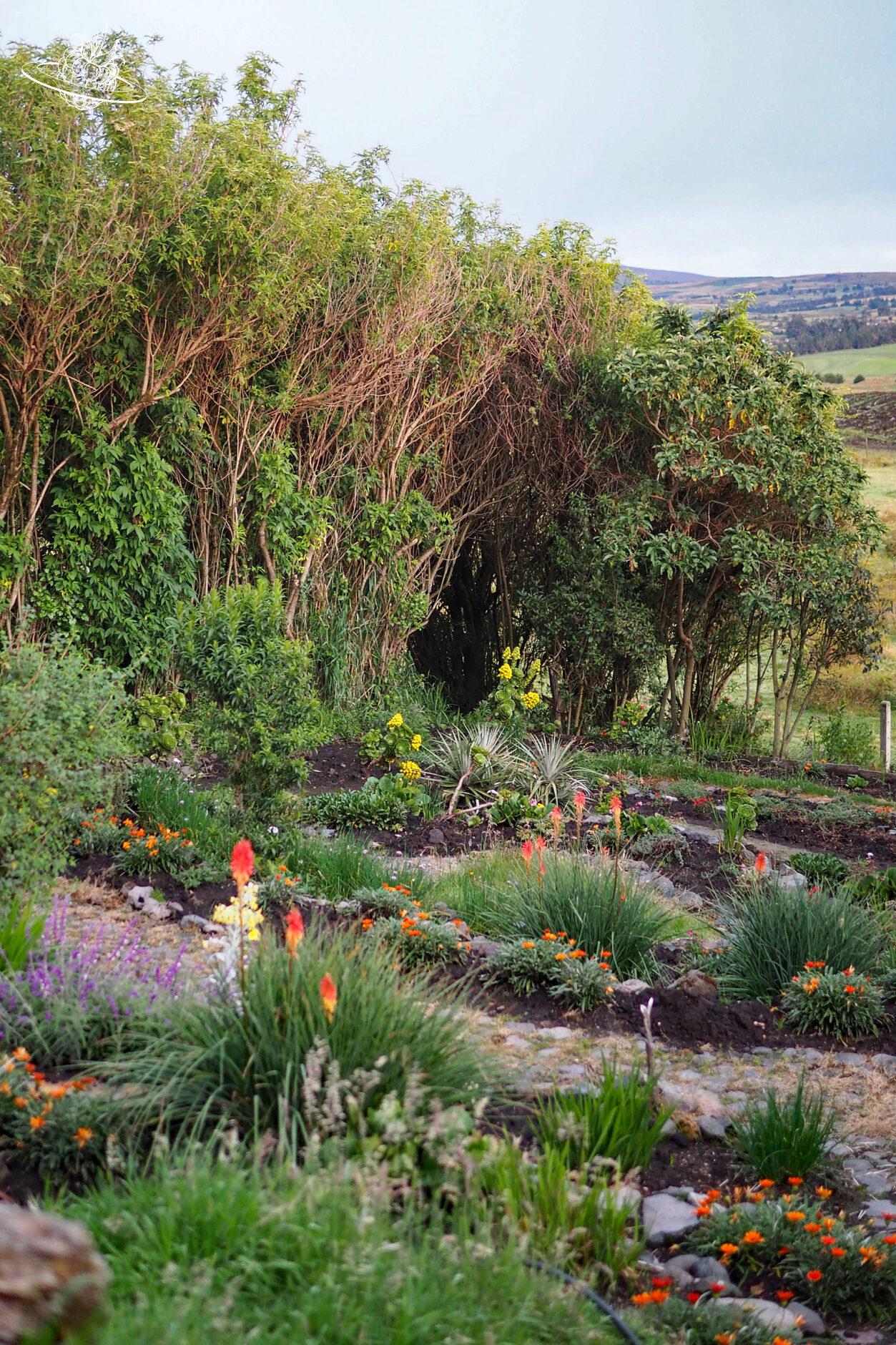grüne Wiese und Blumen