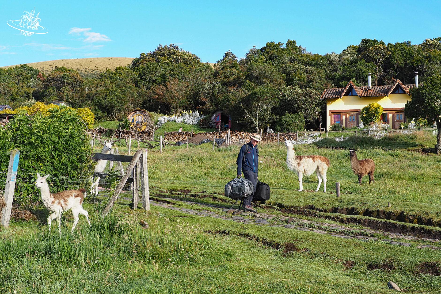 Mann umgeben von Natur und Lamas