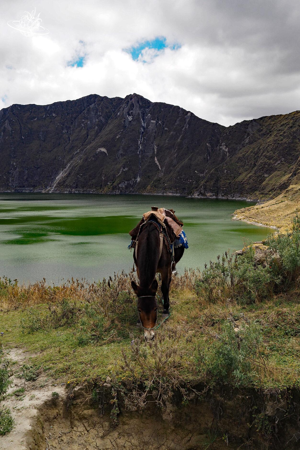 Pferd steht vor Kratersee