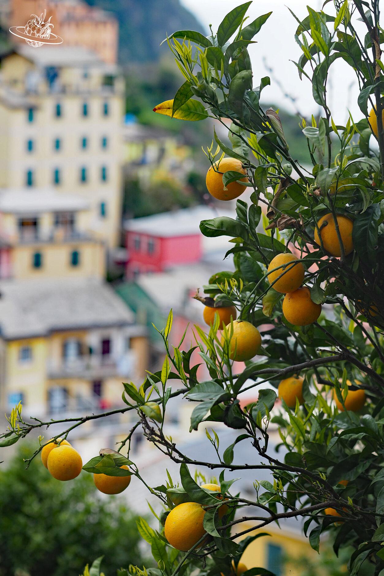 Zitronenbaum im Vordergrund und dahinter ein Dorf