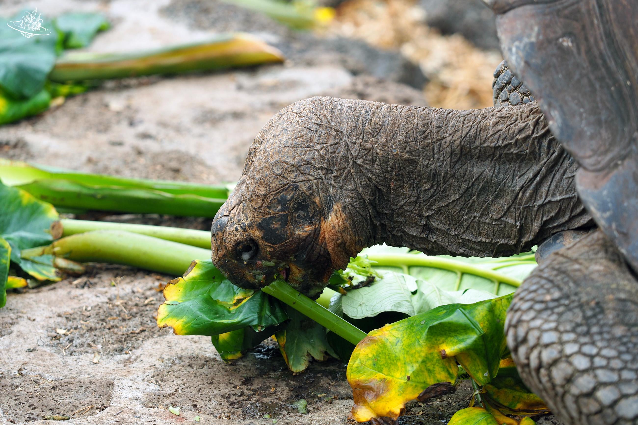 Riesenschildkröte isst Salat