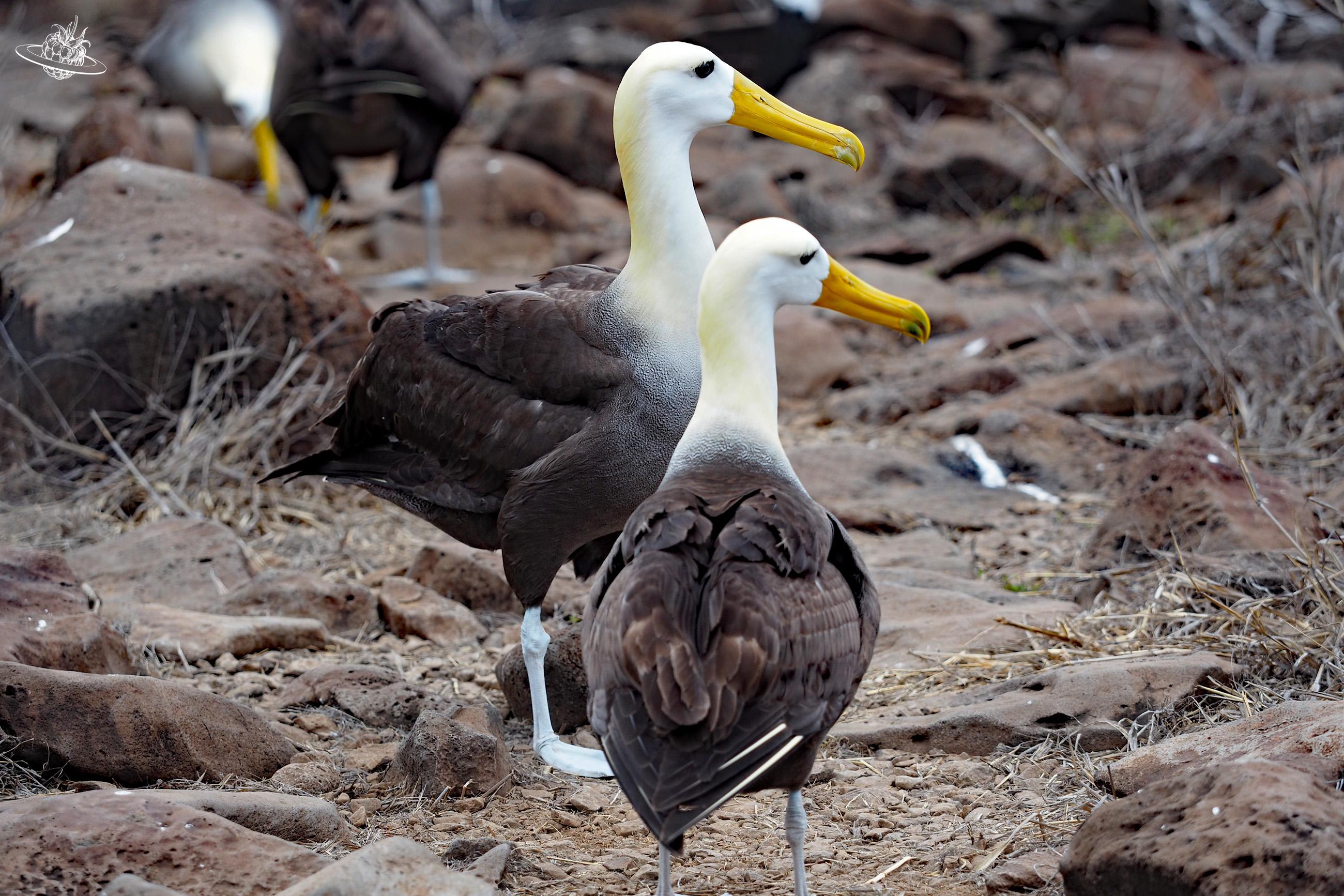 Albatrosse welche umher stehen.