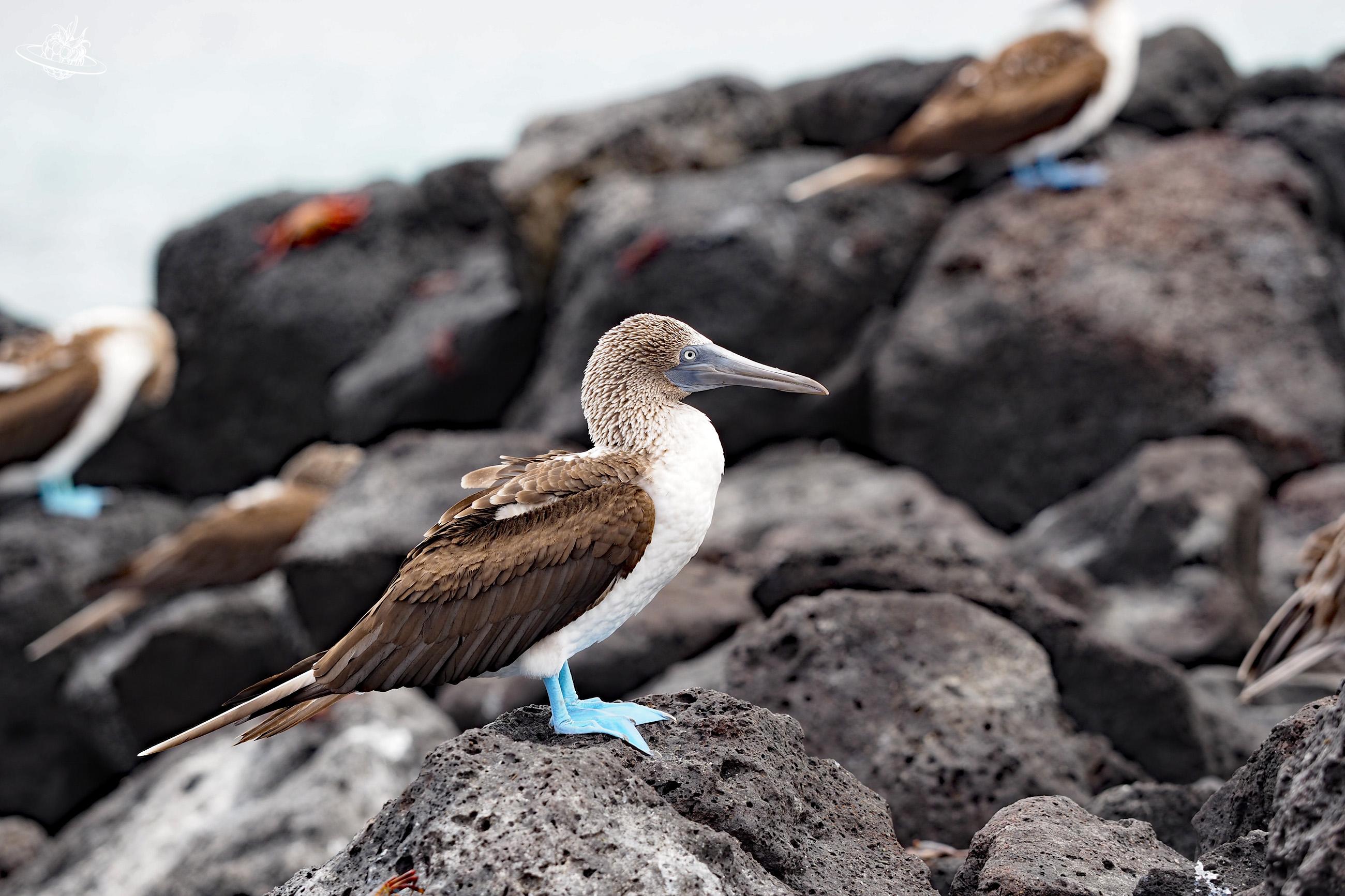 endemisch auf galapagos : ein vogel mit blauen füssen steht auf einem felsen