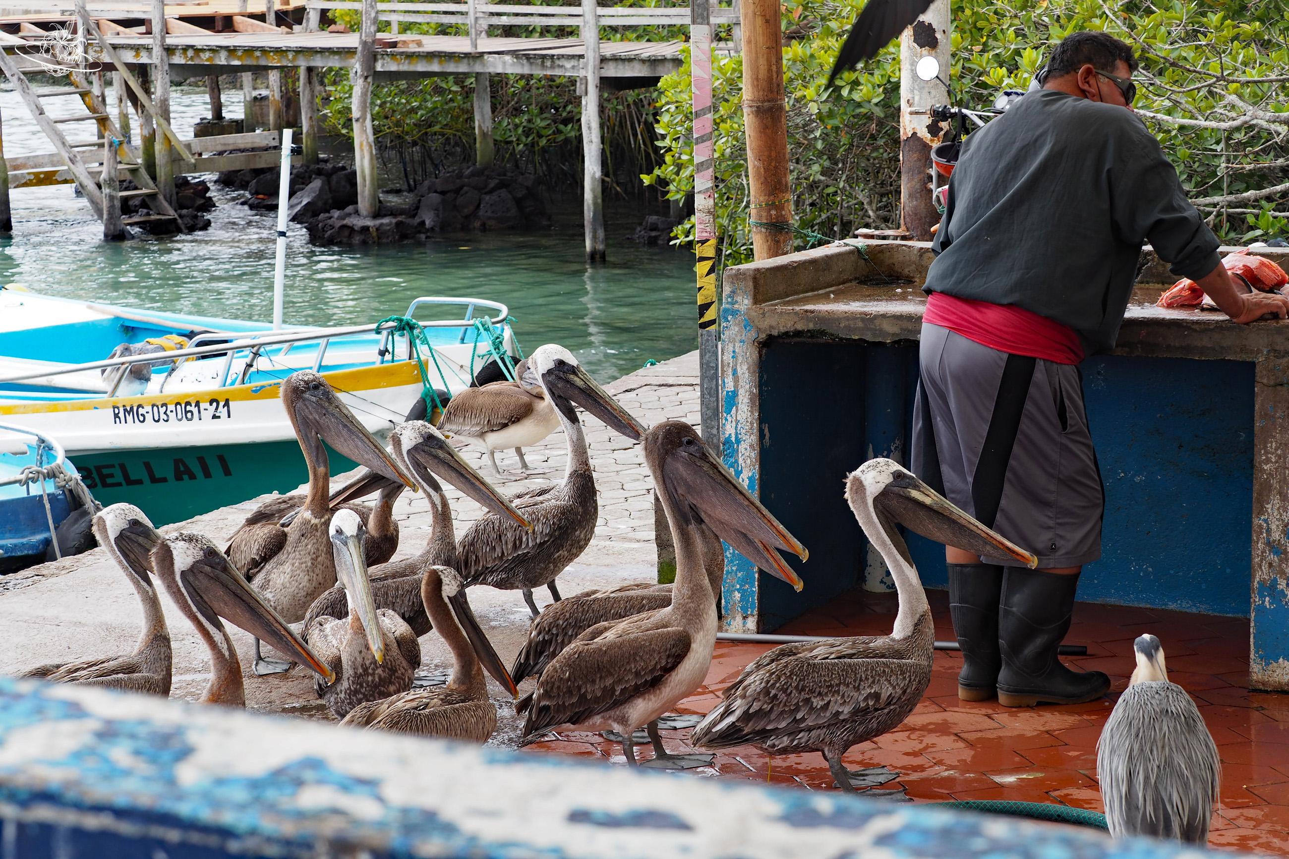 Fischmarkt mit vielen Vögeln