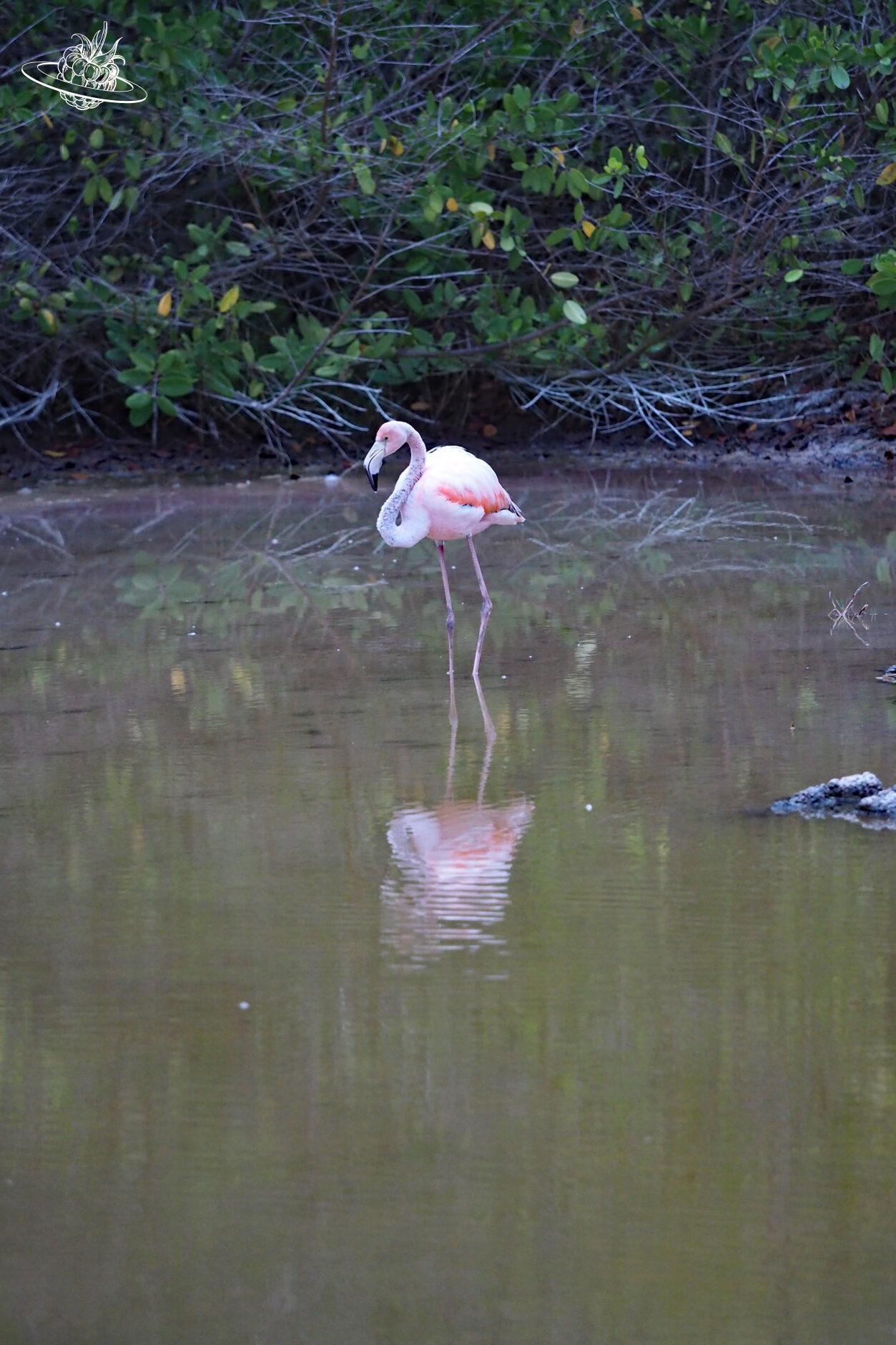 flamingo im Tümpel