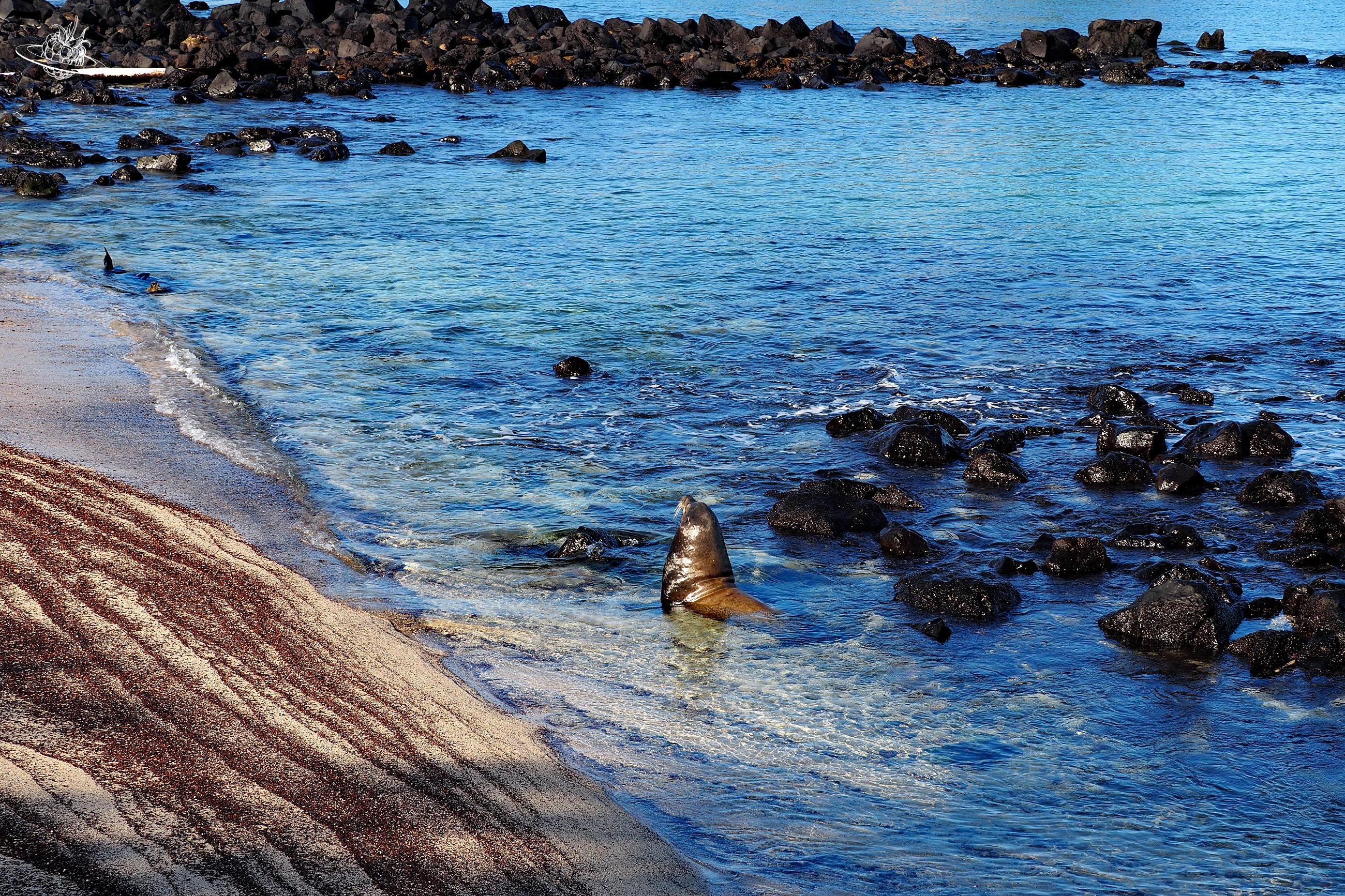 Seelöwe schwimmt im Wasser