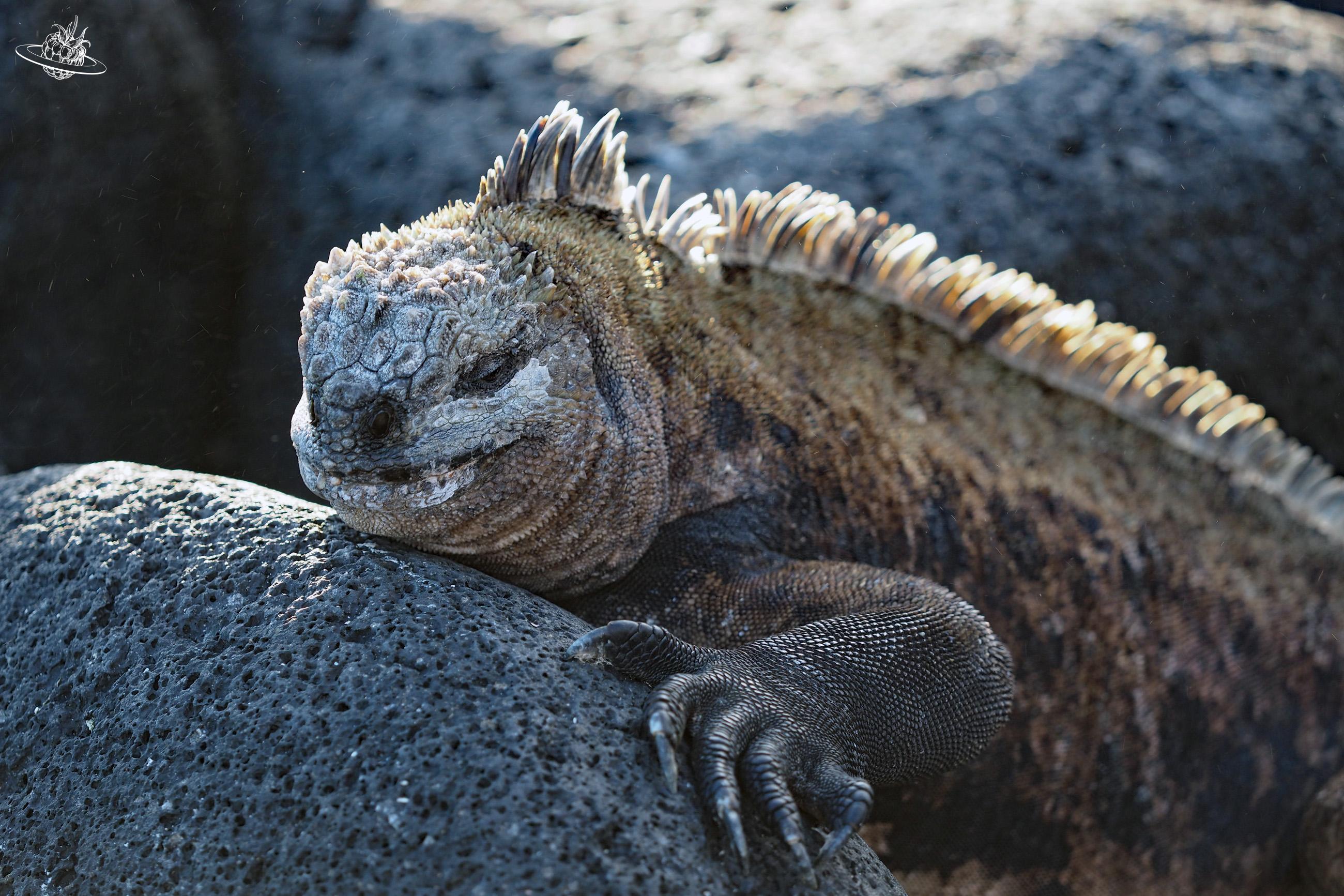 gelber leguan sonnt sich auf einem Stein