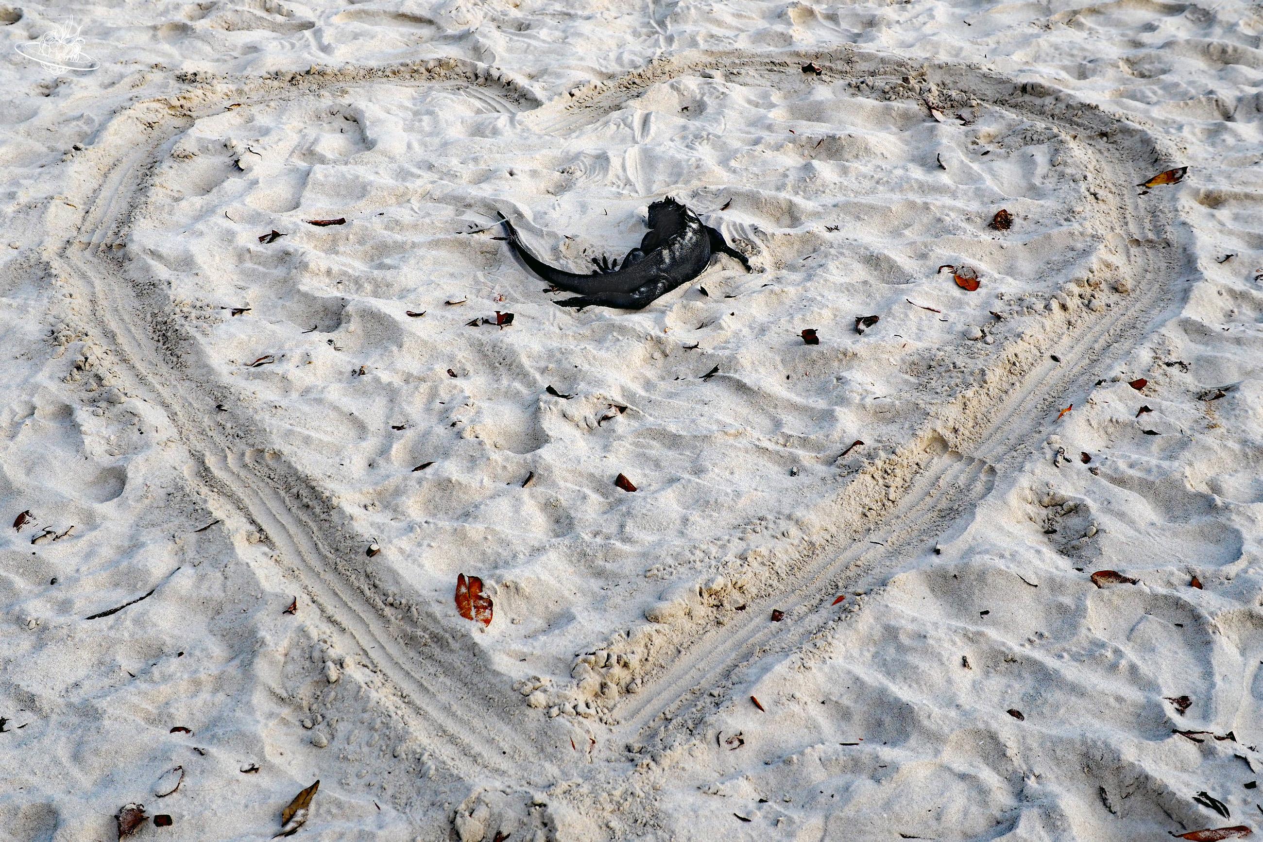 ein wasserleguan liegt im strand und drum herum wieder ein herz aus sand gemalt
