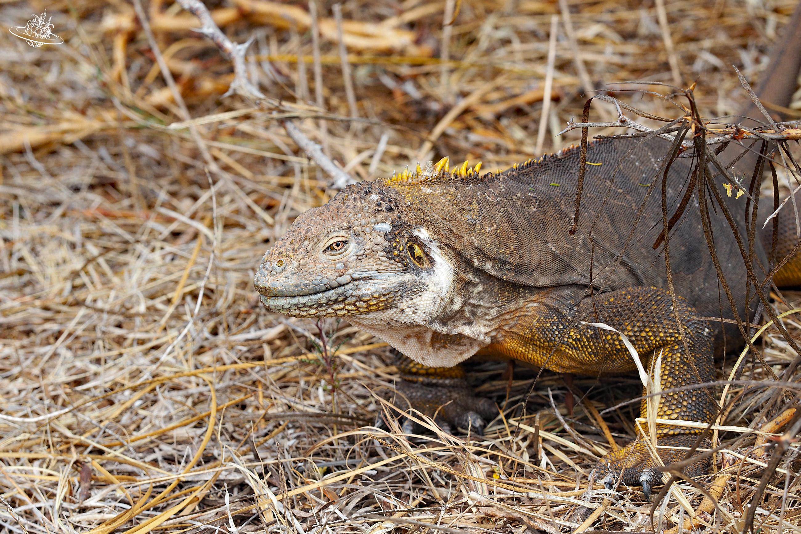 Gelber Landleguan auf dem Boden
