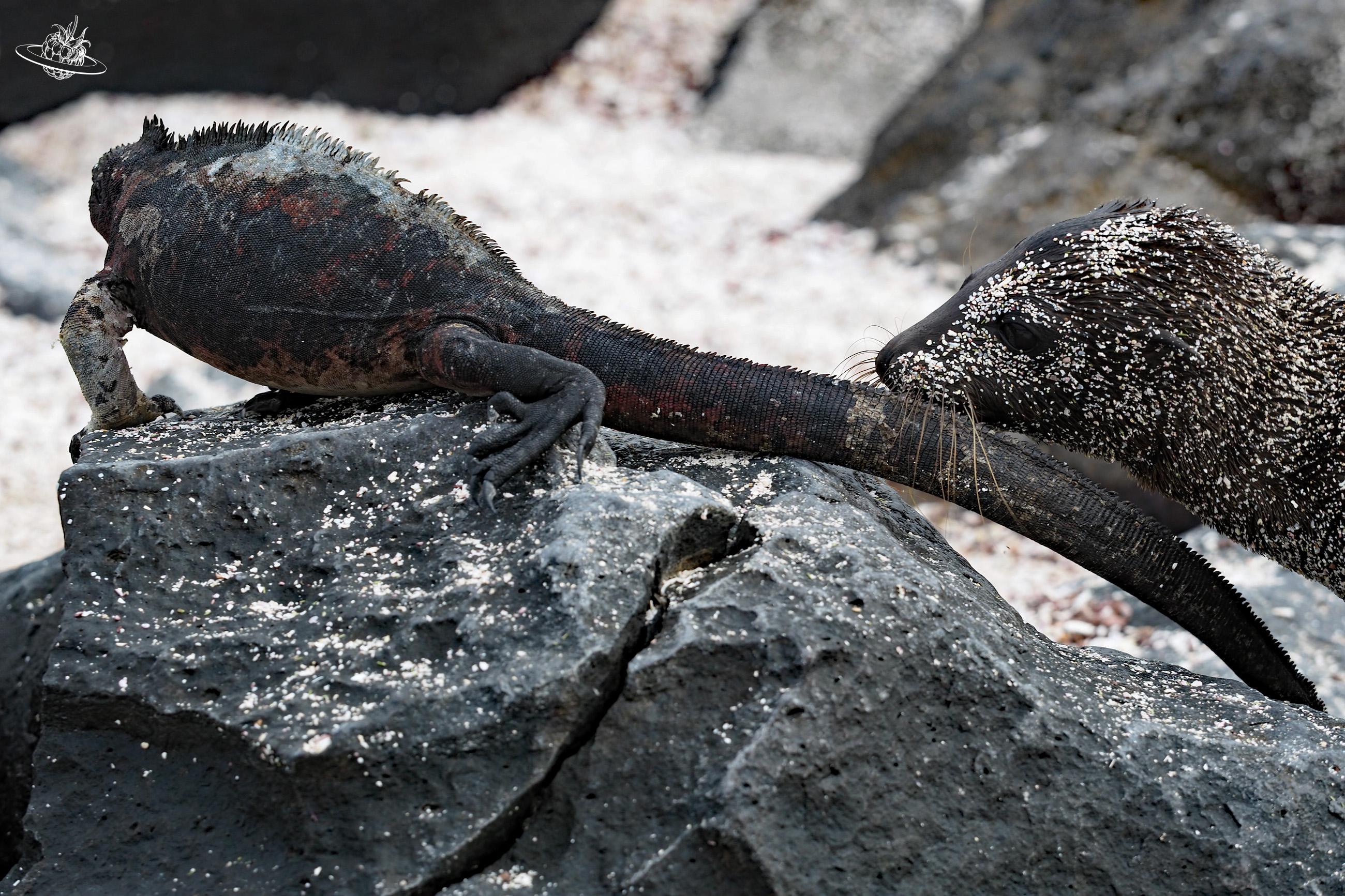Seelöwe piekst Wasserleguan