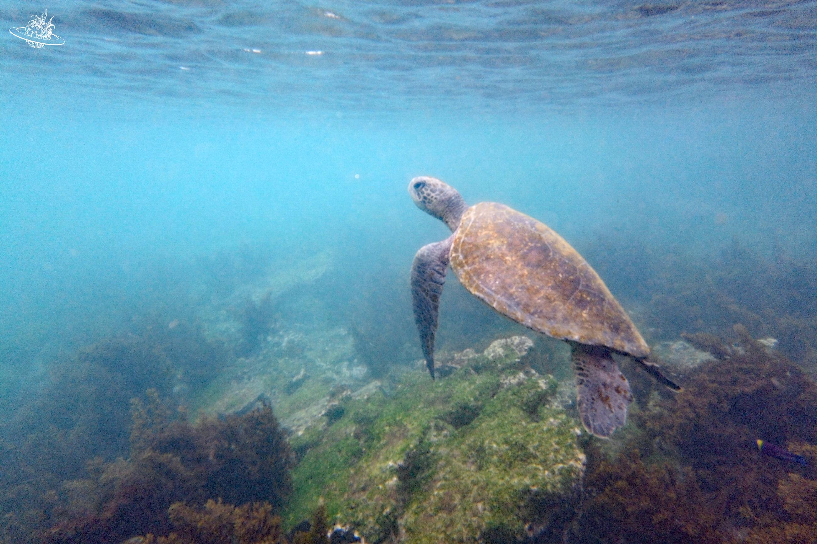 Wasserschildkröte im Wasser