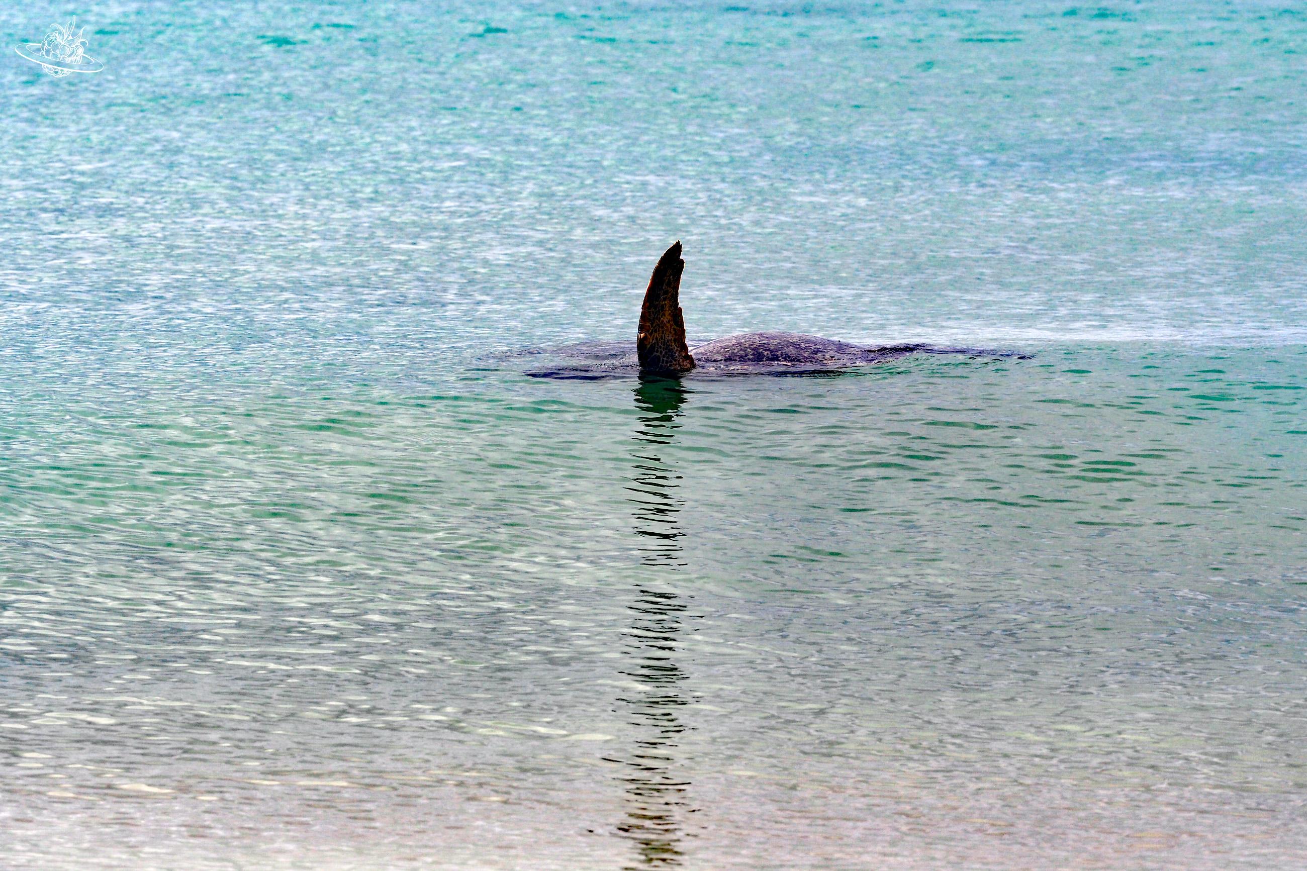 Meeresschildkröte im Wasser