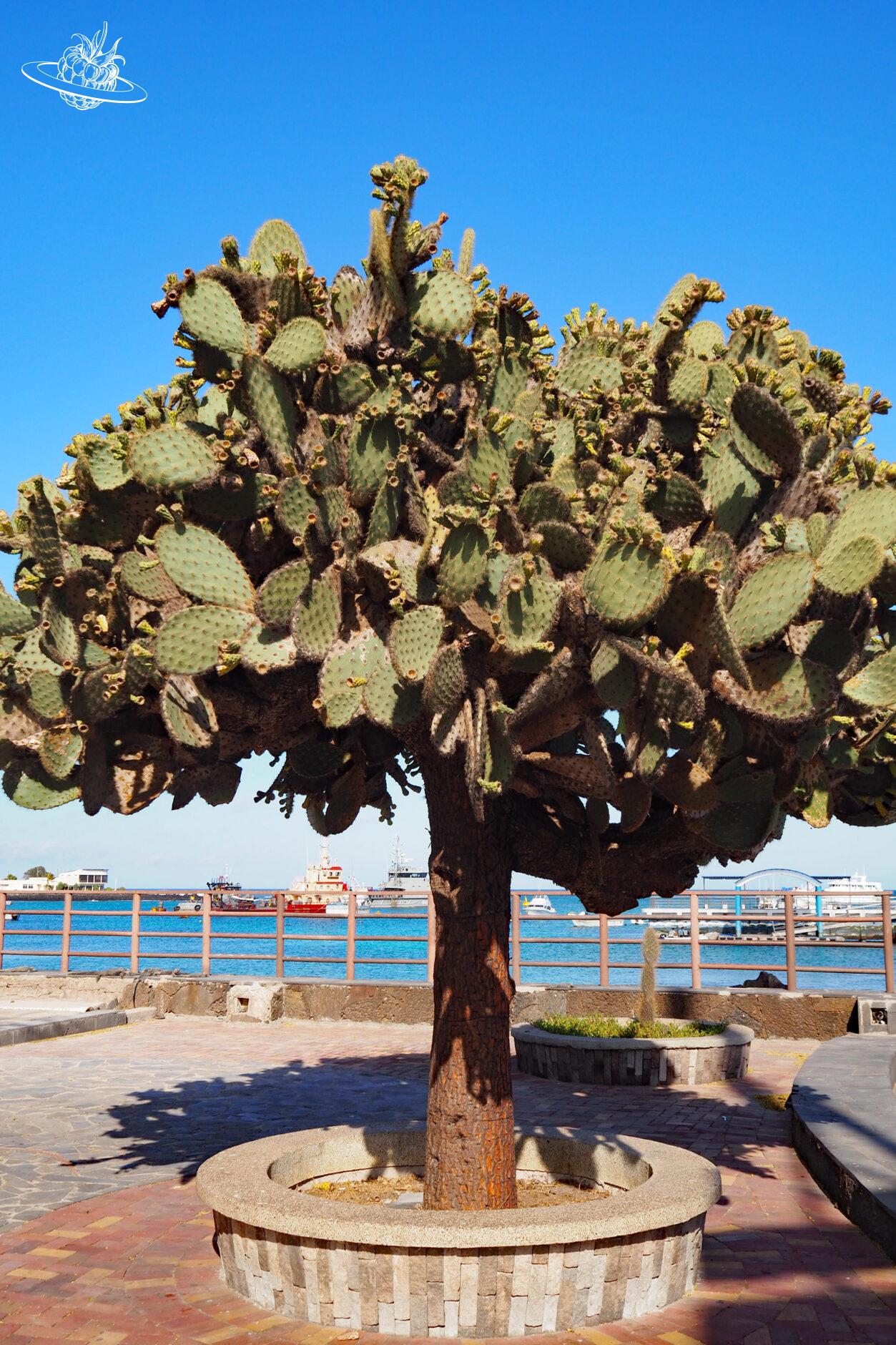 Ein Baum mit Kakteenblüten