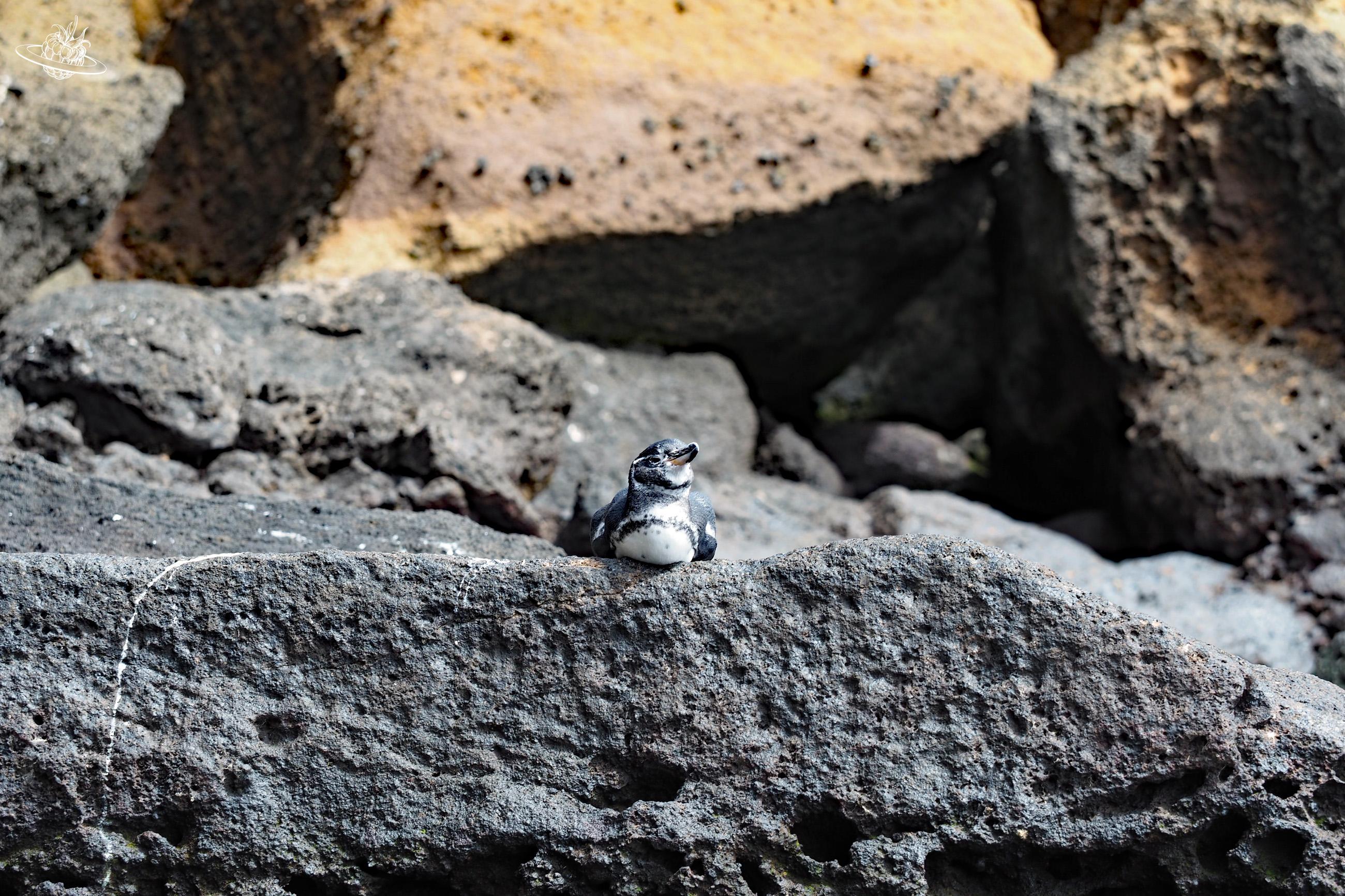 Pinguin auf Fels