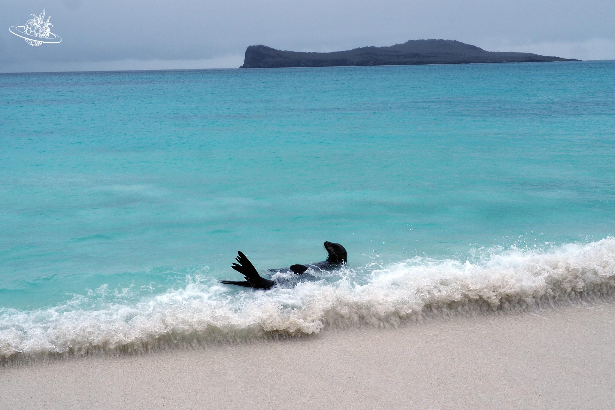 Reisetipp Galápagos: Wundervolle Strände, Safari und Insel-Hopping im Pazifik