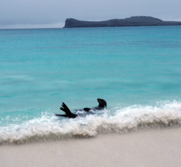 Reisetipp Galápagos: Wundervolle Strände, Safari und Insel-Hopping im Pazifik