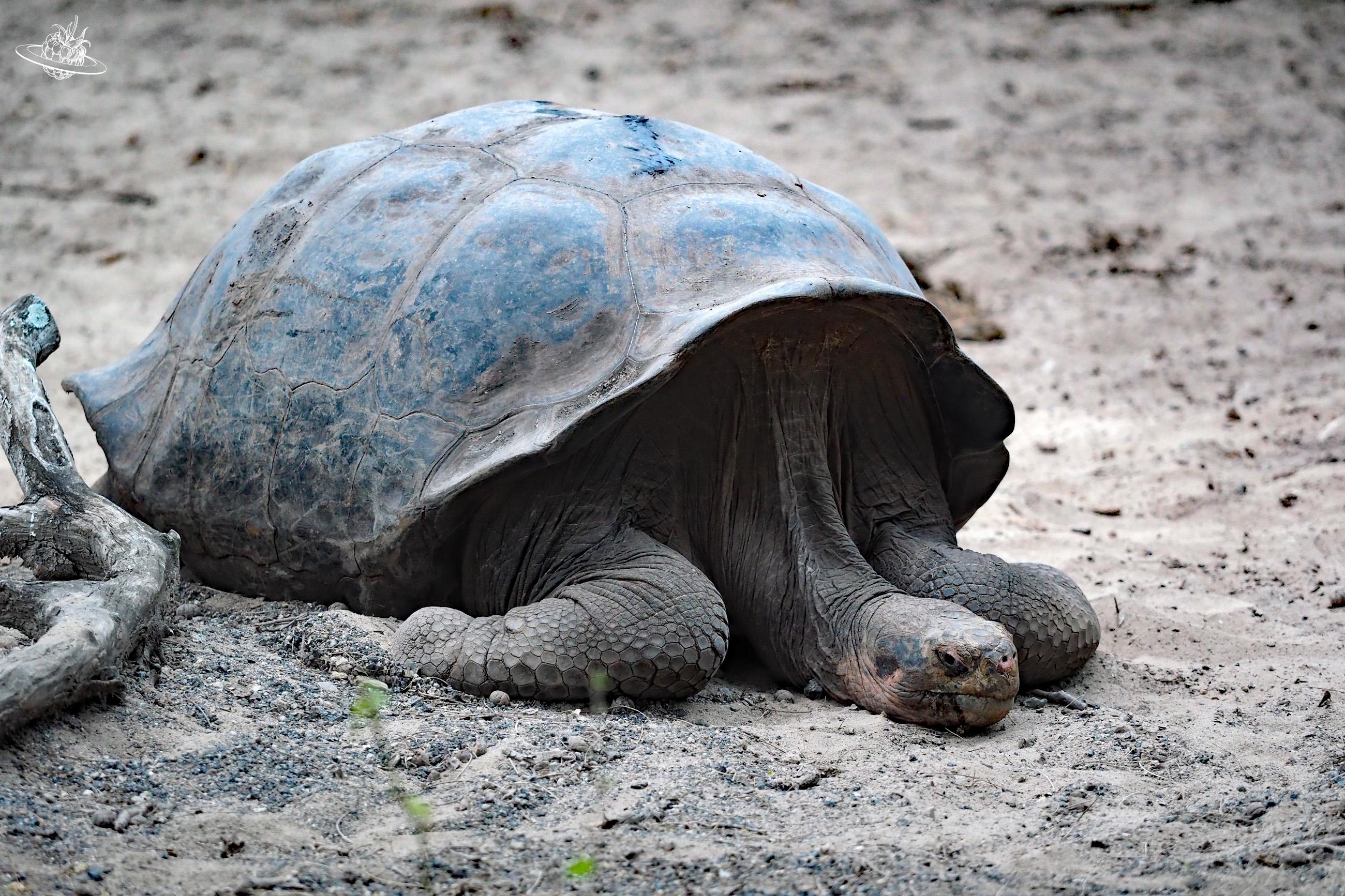 Riesenschildkröte
