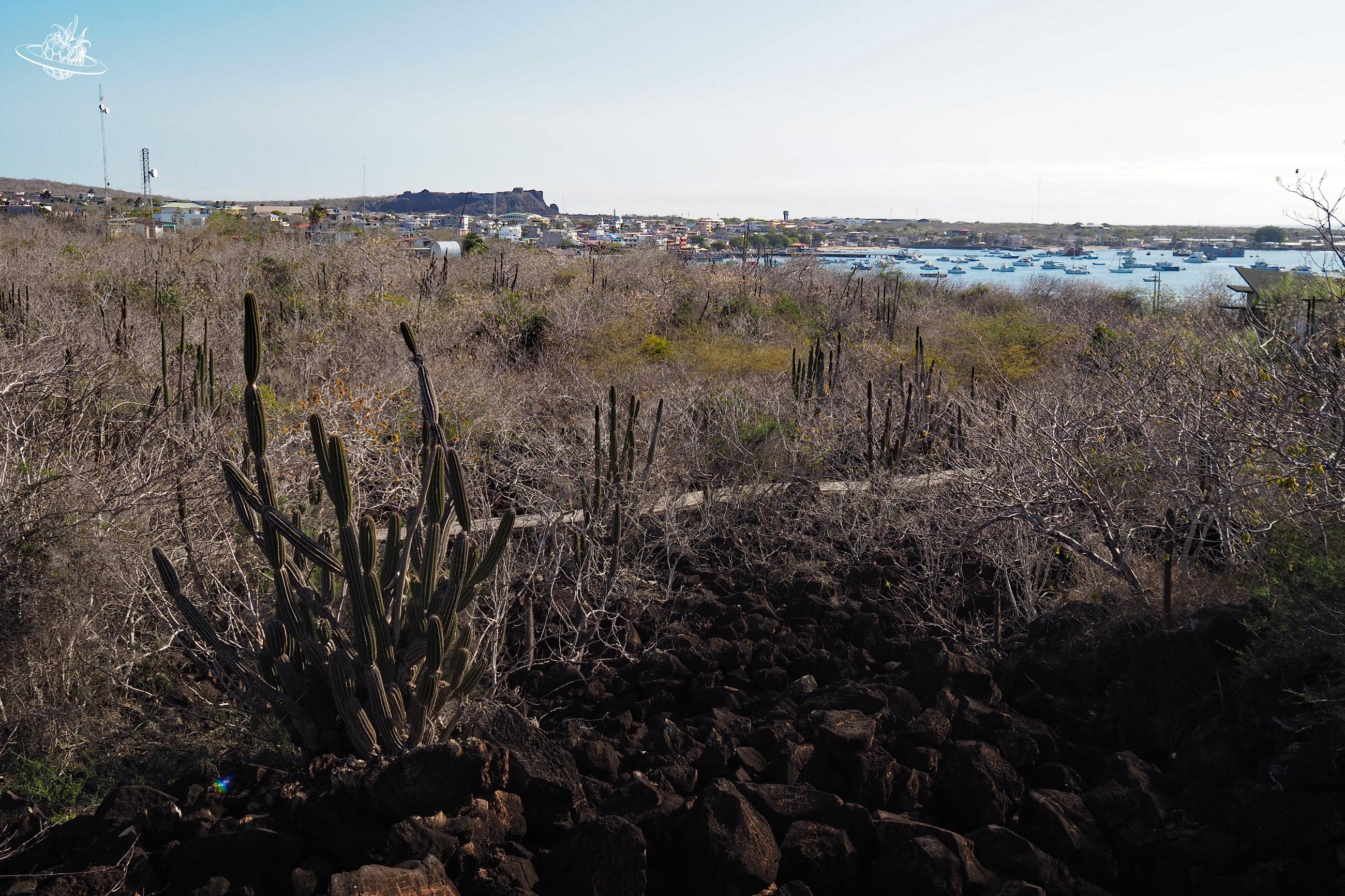 Karge Landschaften mit Kakteen und im Hintergrund das Meer