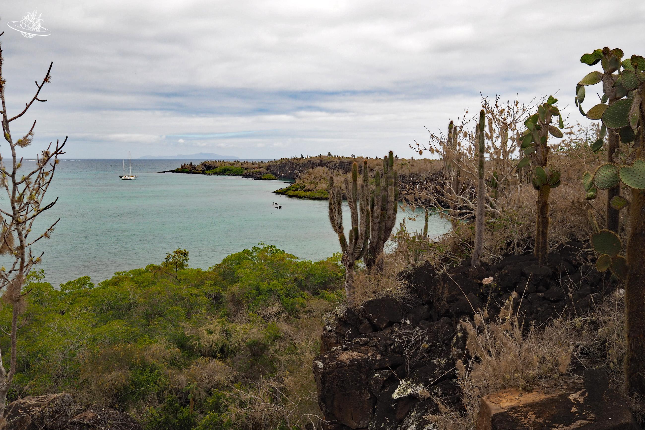 Kakteen und Opuntien und im Hintergrund das Meer