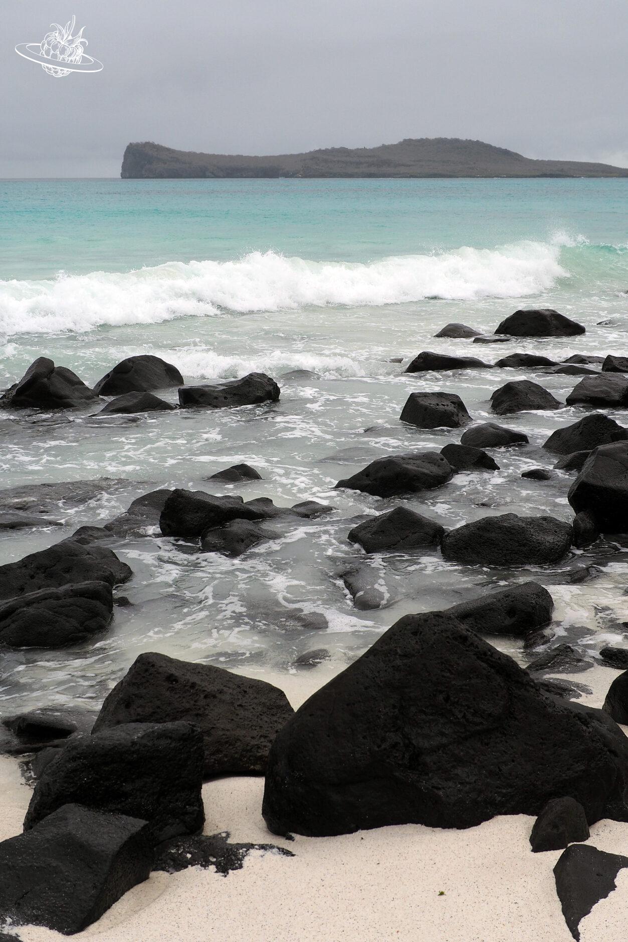 schwarze Klimme im Meer