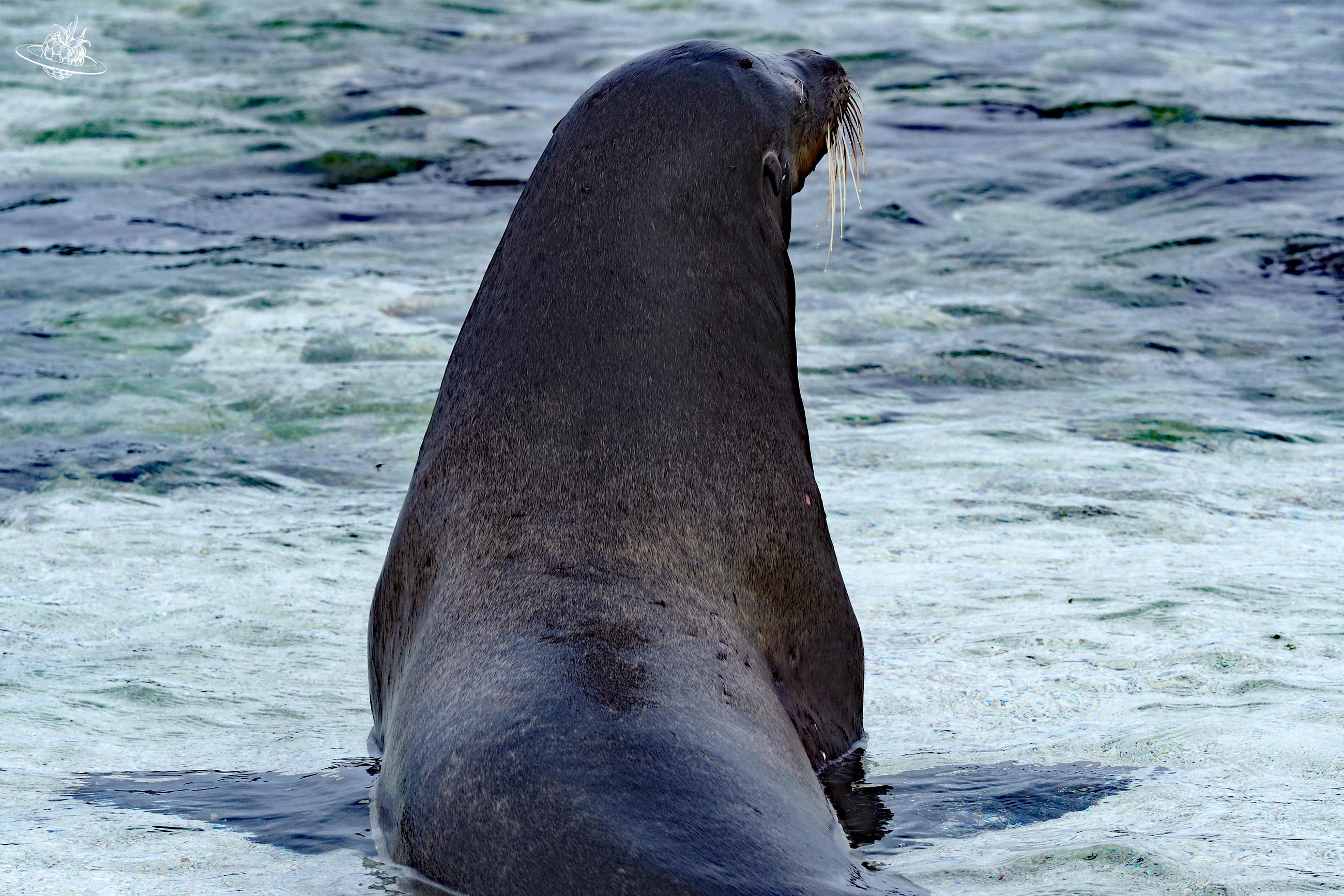 seelöwe liegt im Wasser