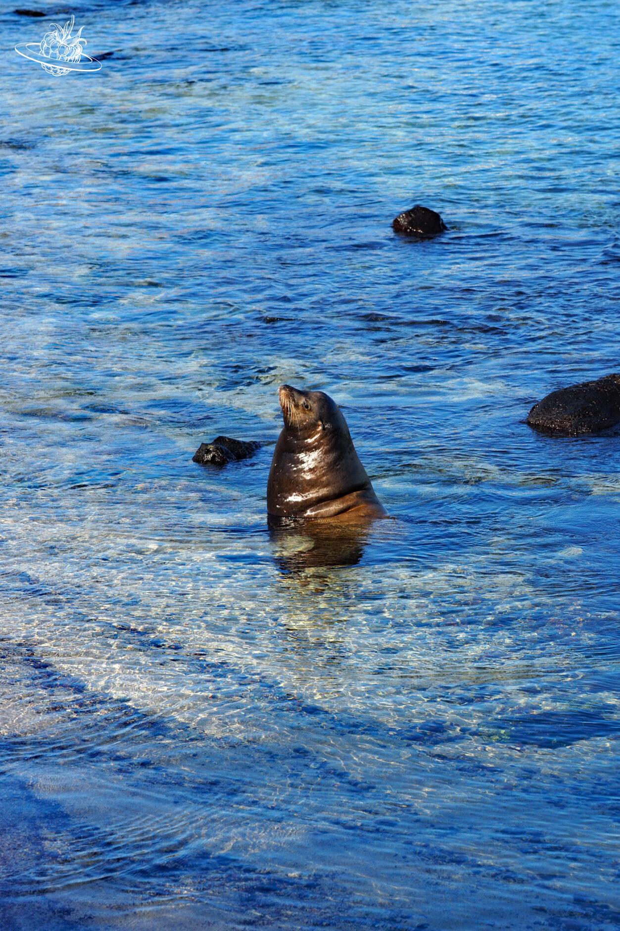 seelöwe geniesst das wasser