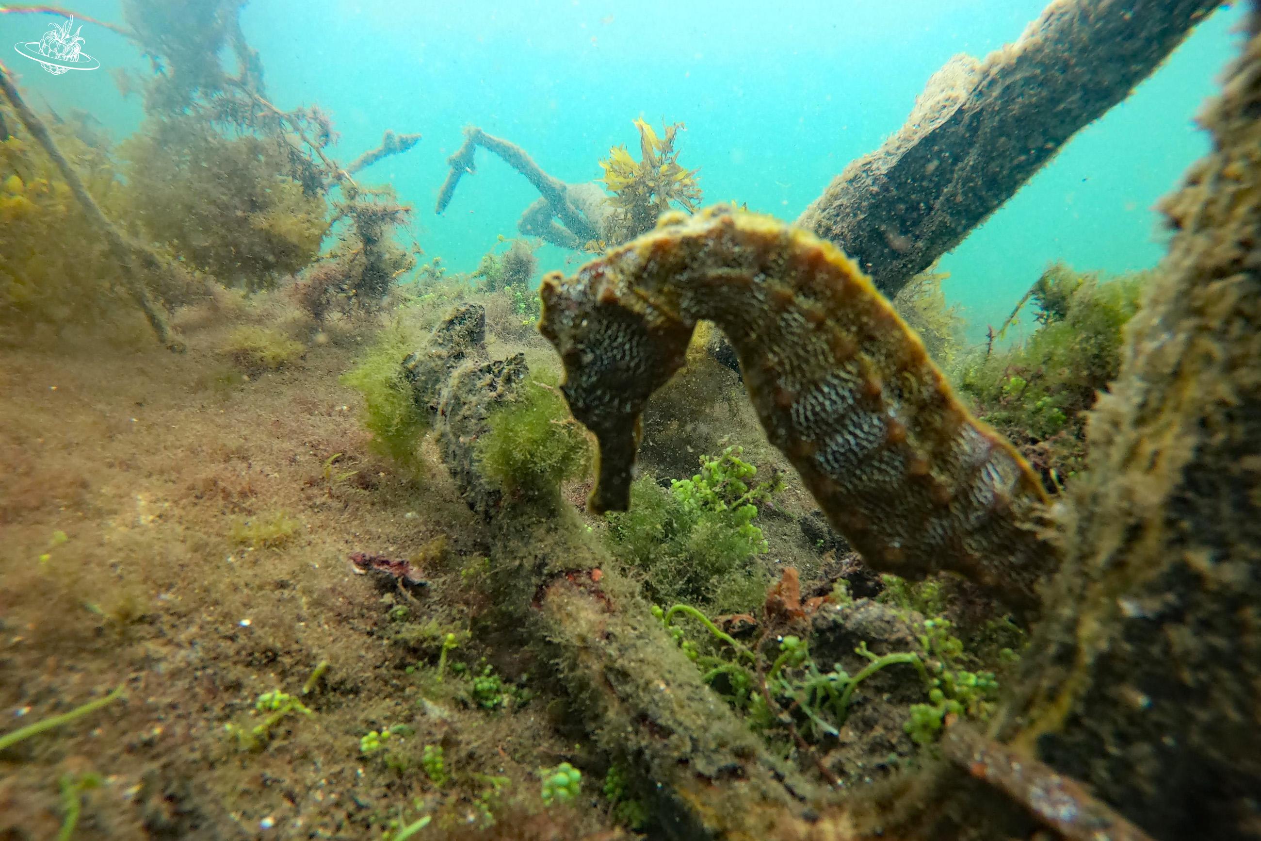 Seepferd im Wasser
