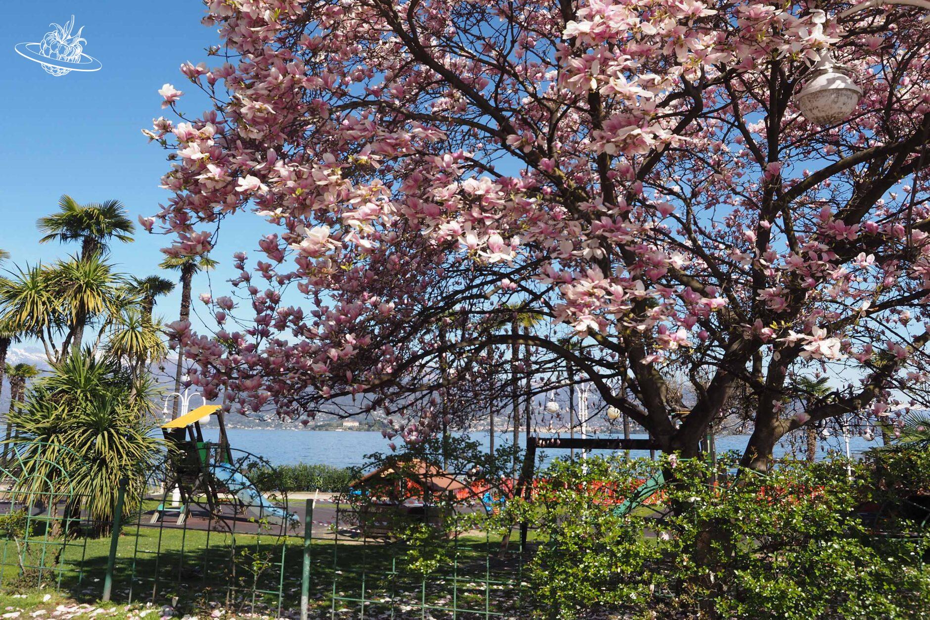 Baum mit rosa Blüten und dem See im Hintergrund