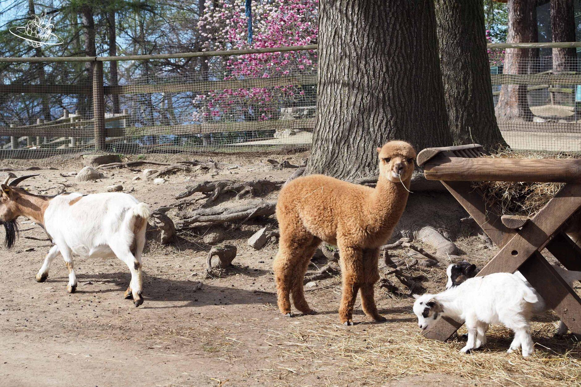 Lama mit drei Ziegen
