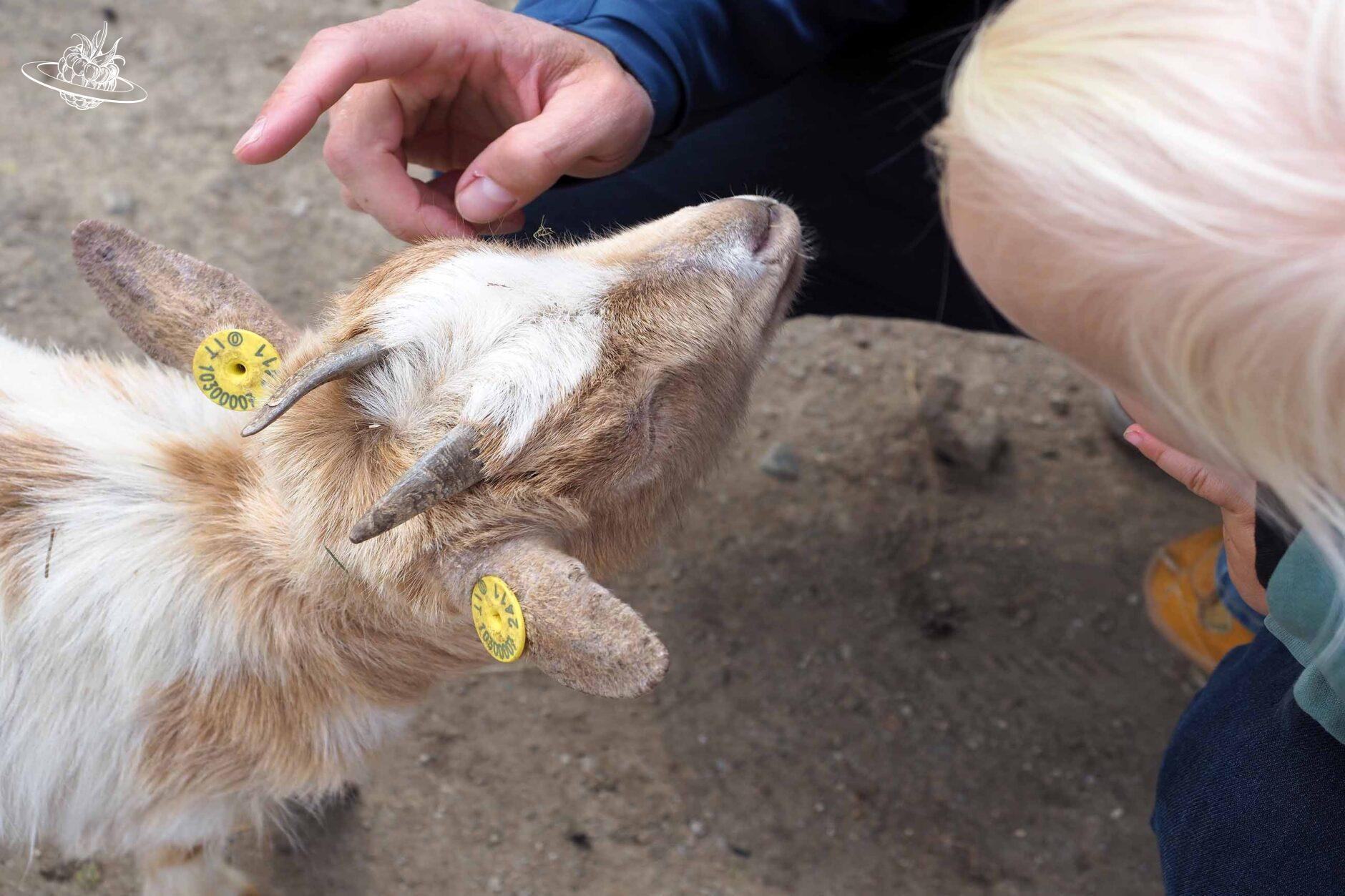Kind streichelt Ziege