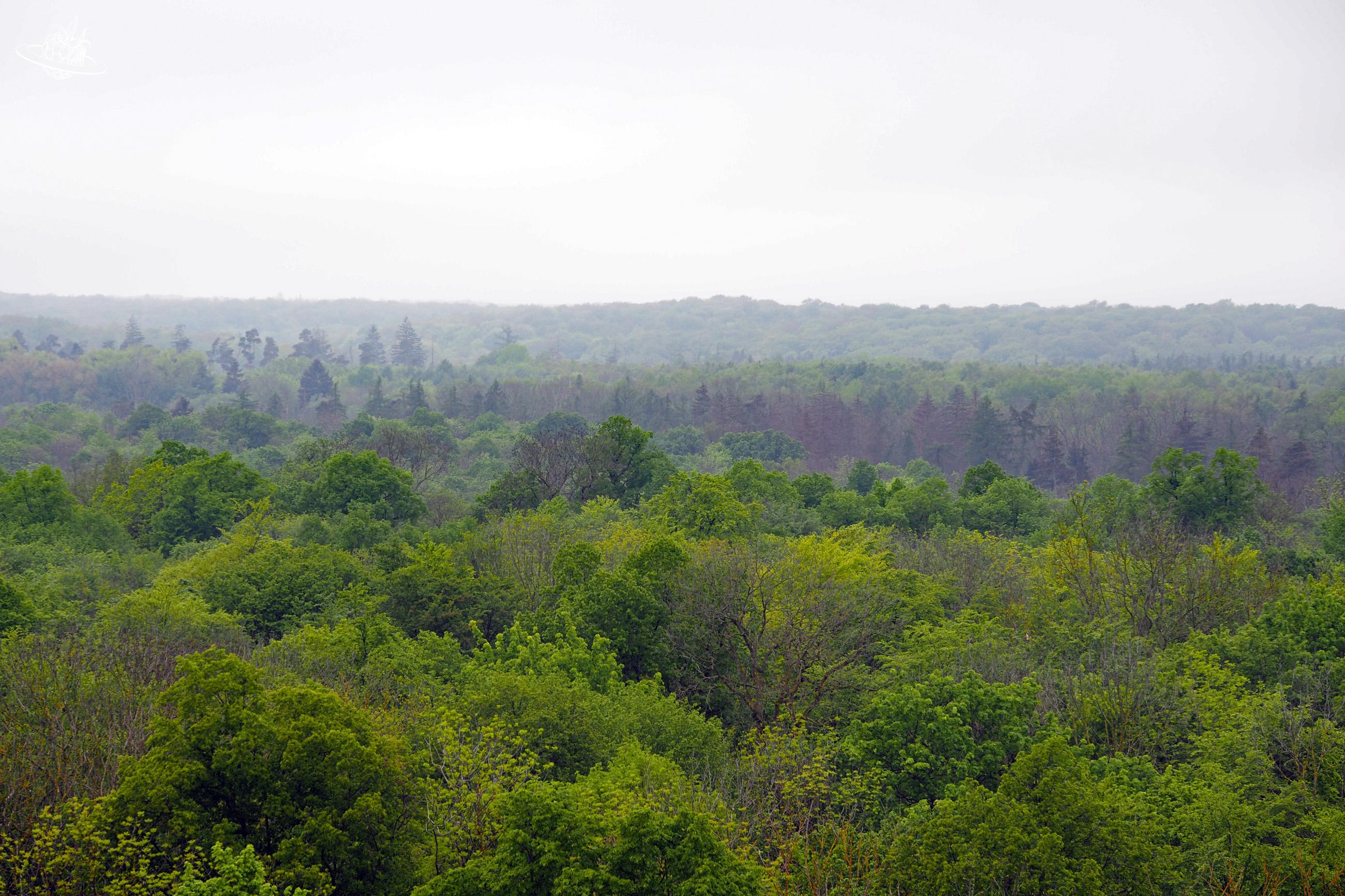 Grüner Wald